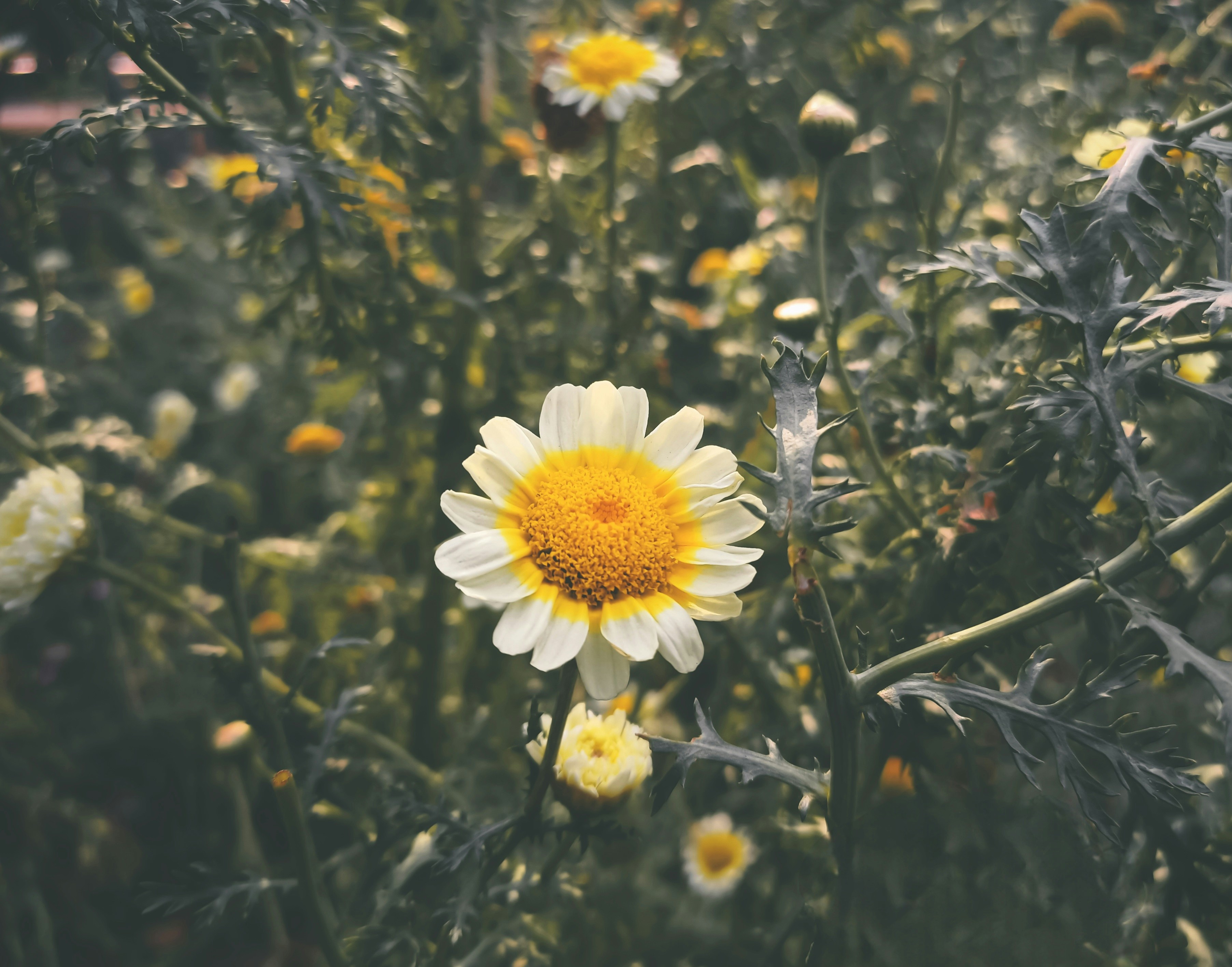 Photo by akramhossaiinj