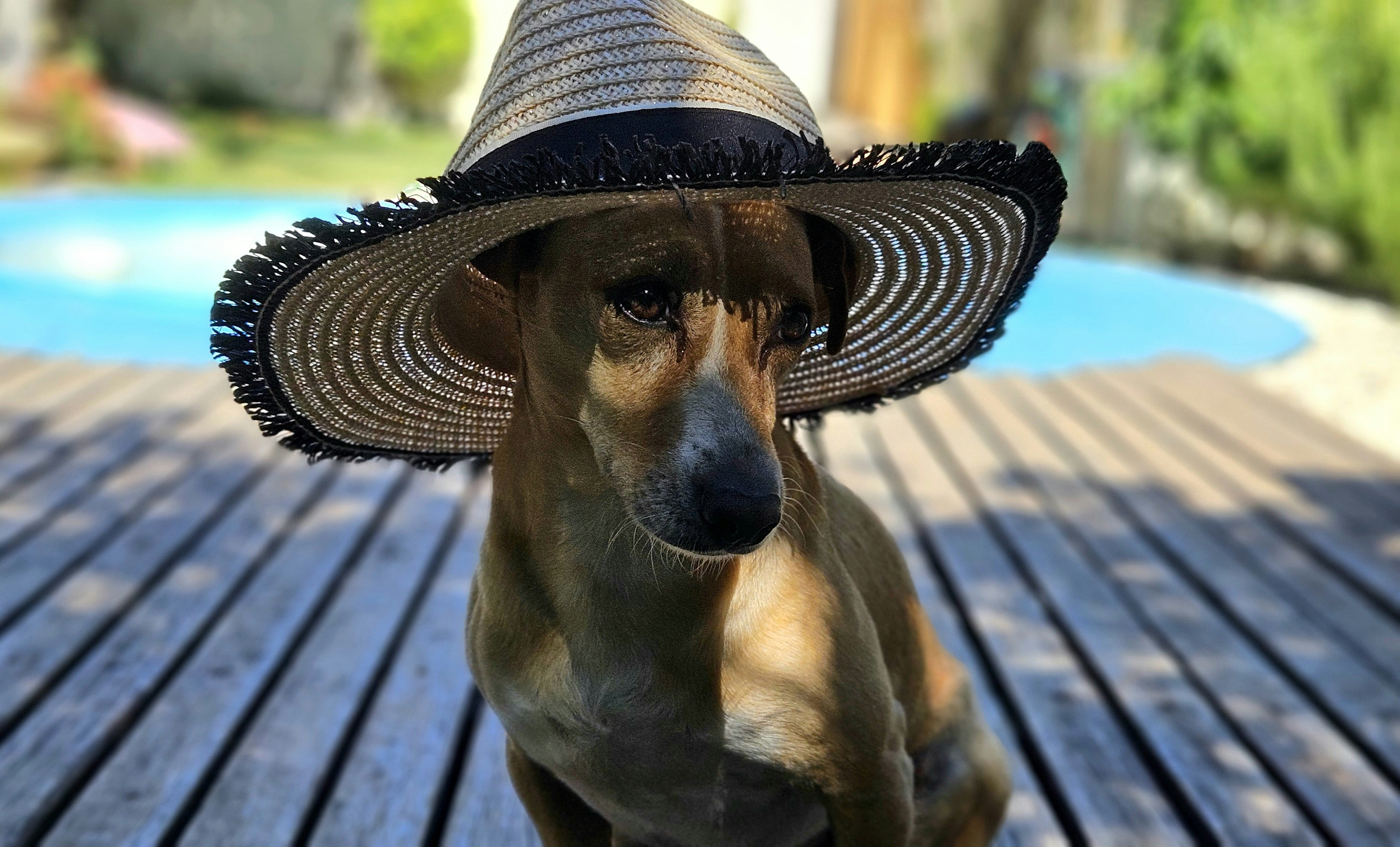 A dog wearing a hat sitting on a wooden deck