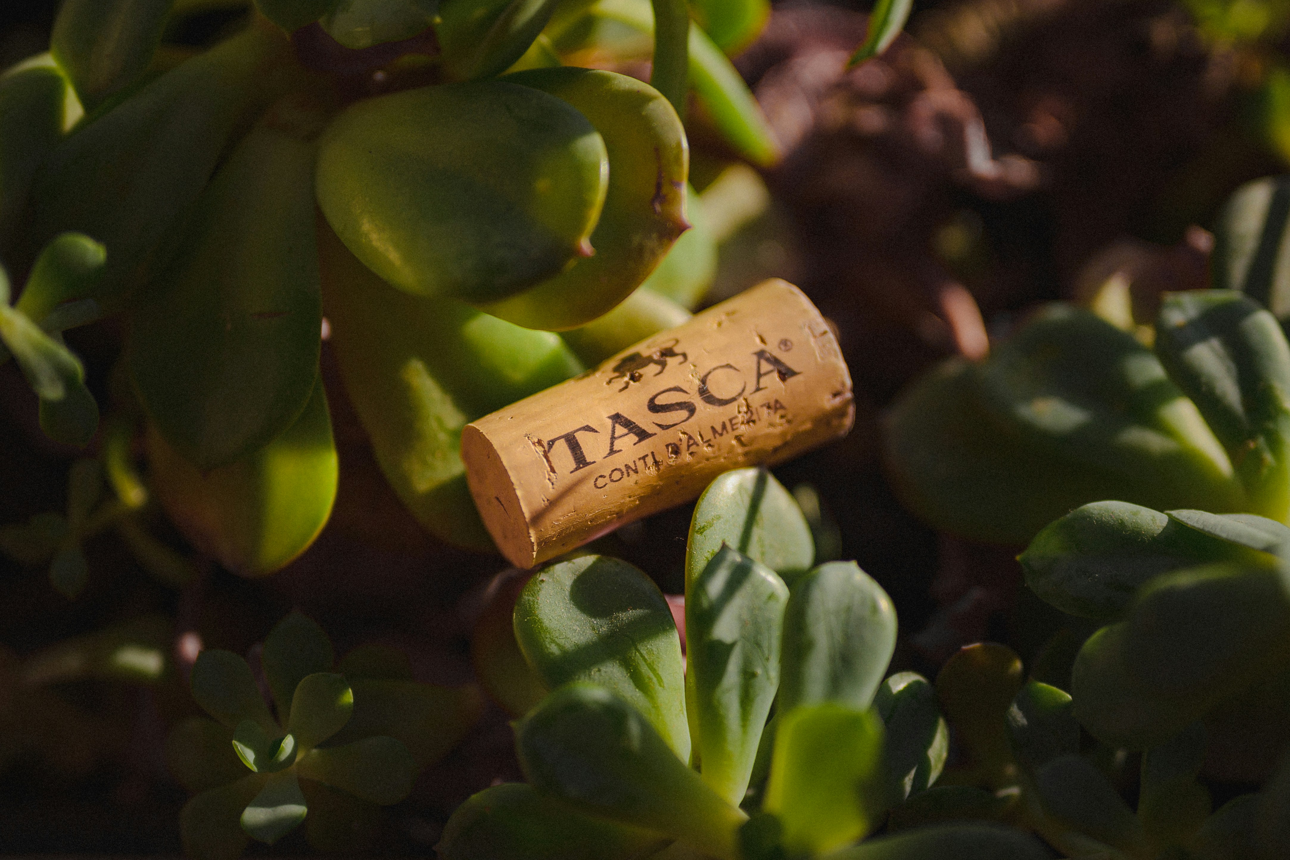A wine cork among the green plants.