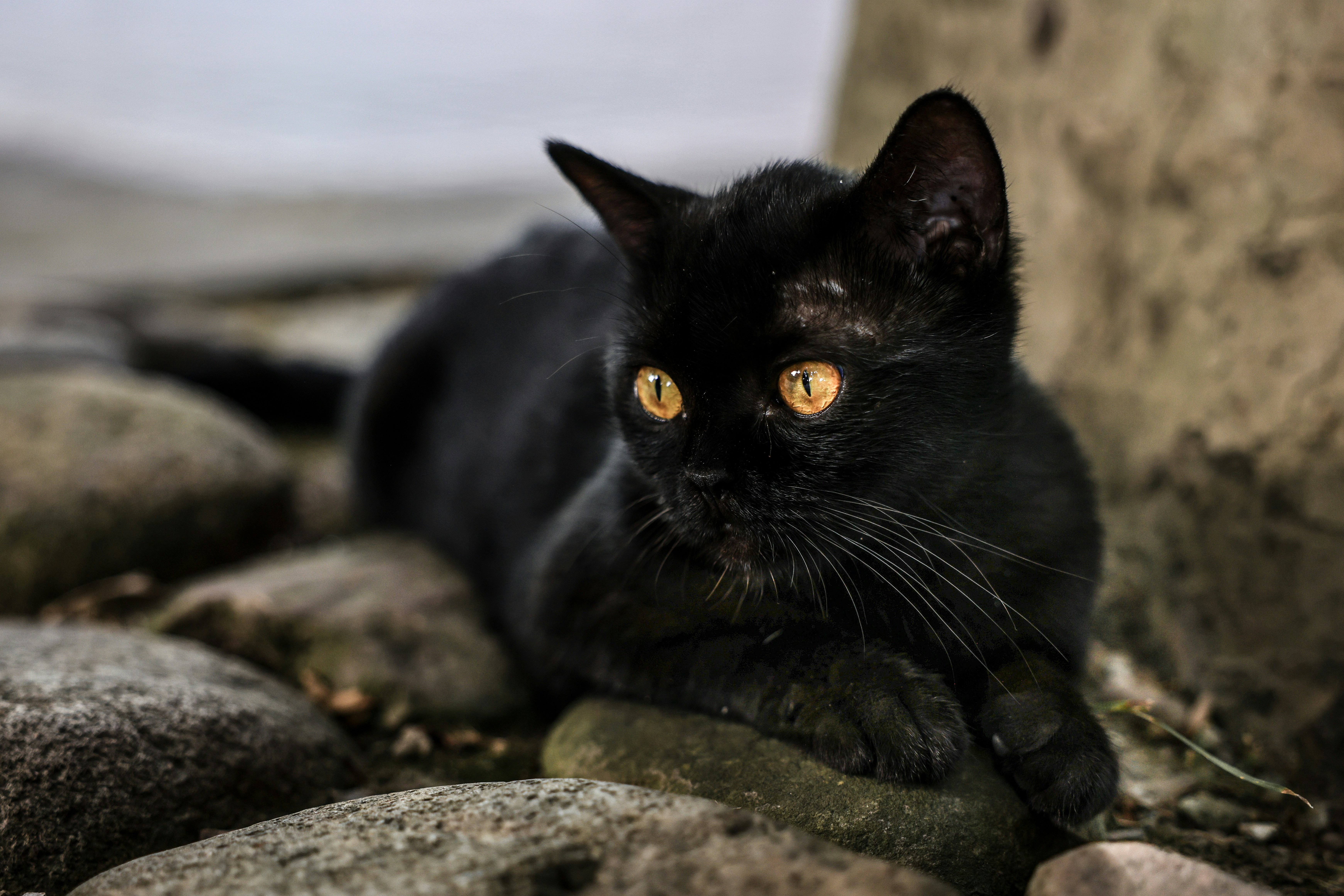 The Black Cat, North Carolina