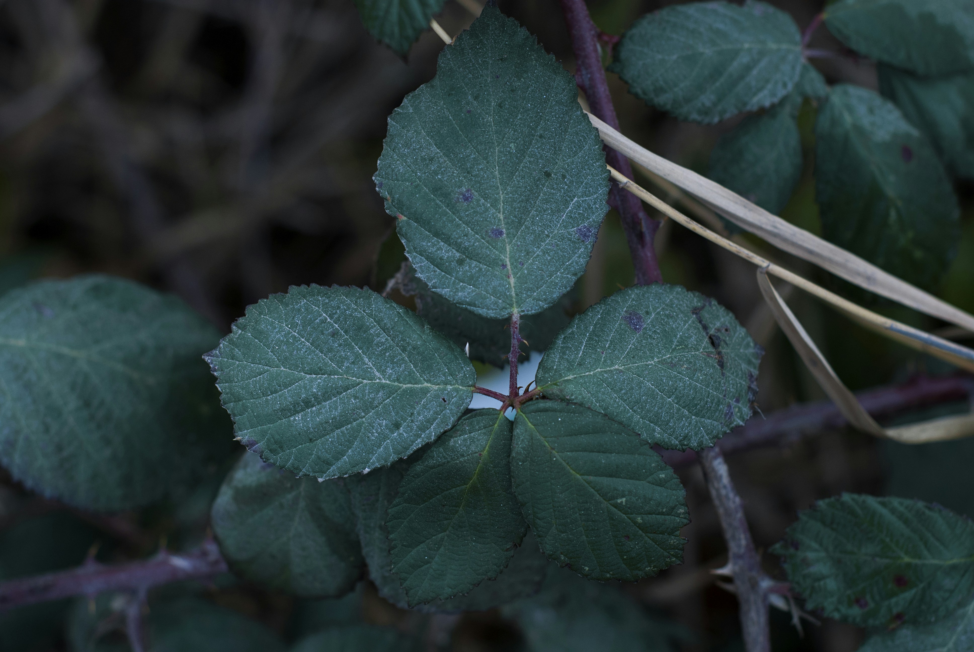 Photo by kovalskihelga