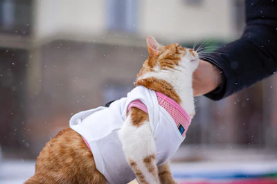 Un gato naranja y blanco con una camisa blanca