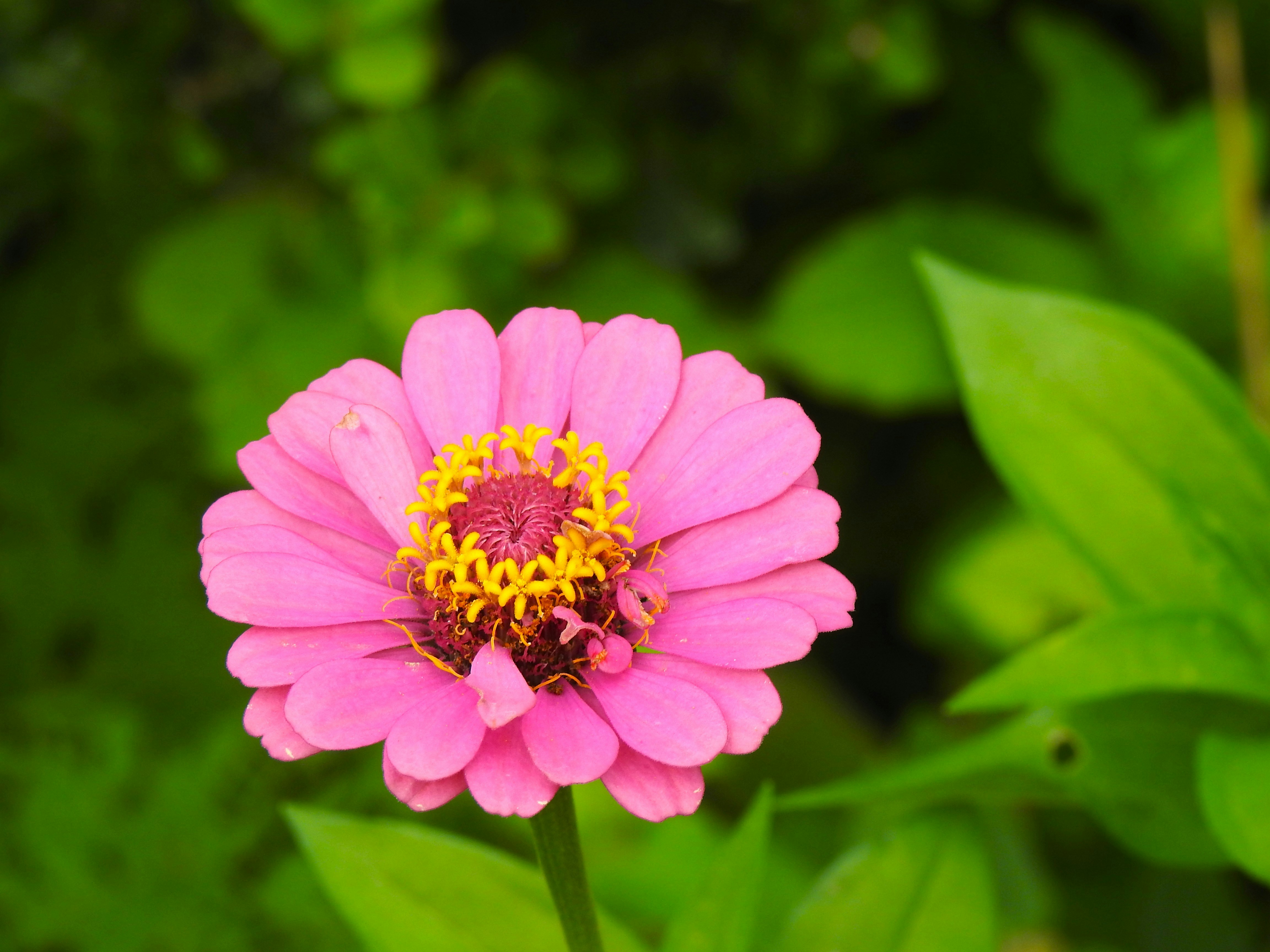 Photo by aditipanatu95