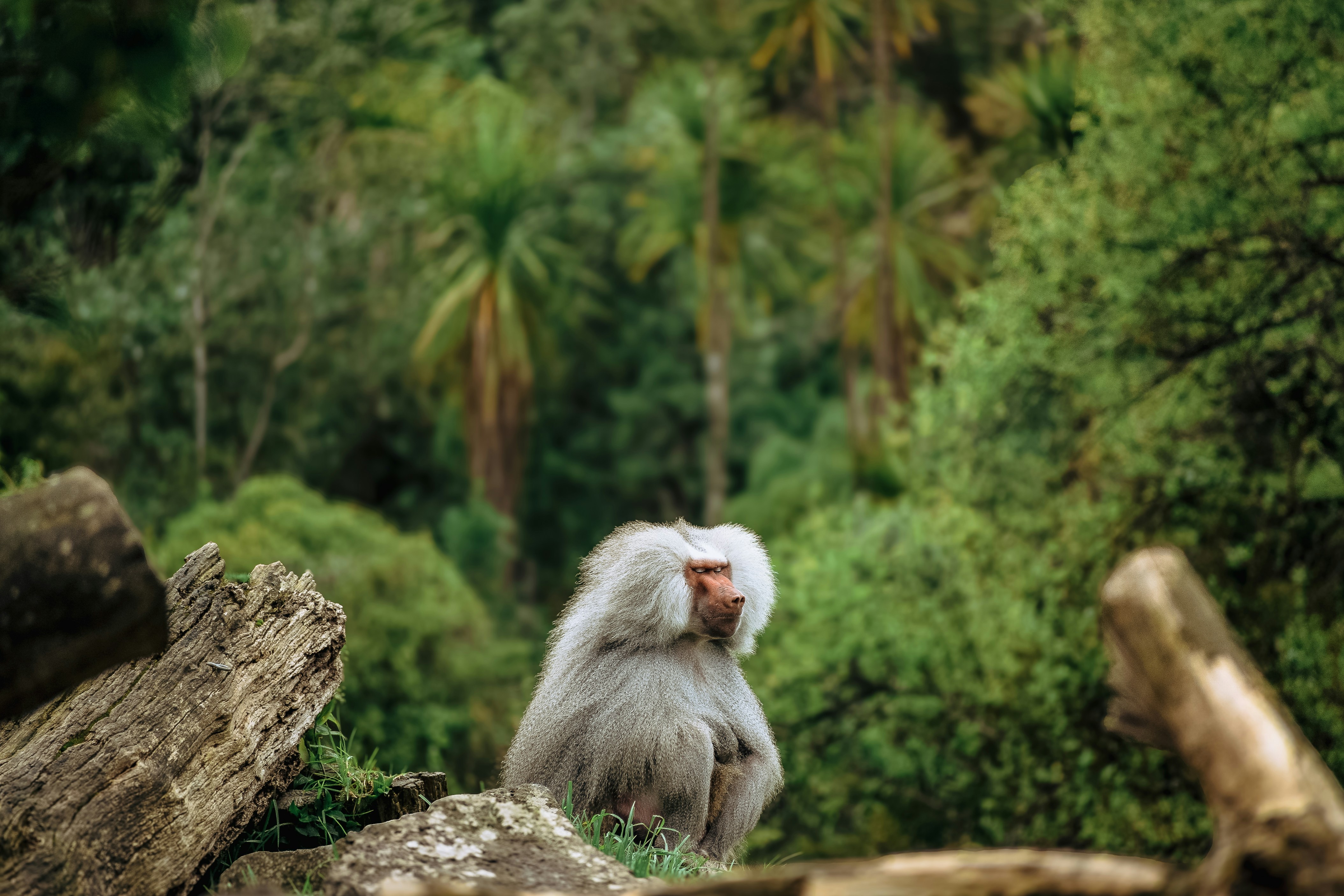 A white monkey sitting on top of a pile of wood