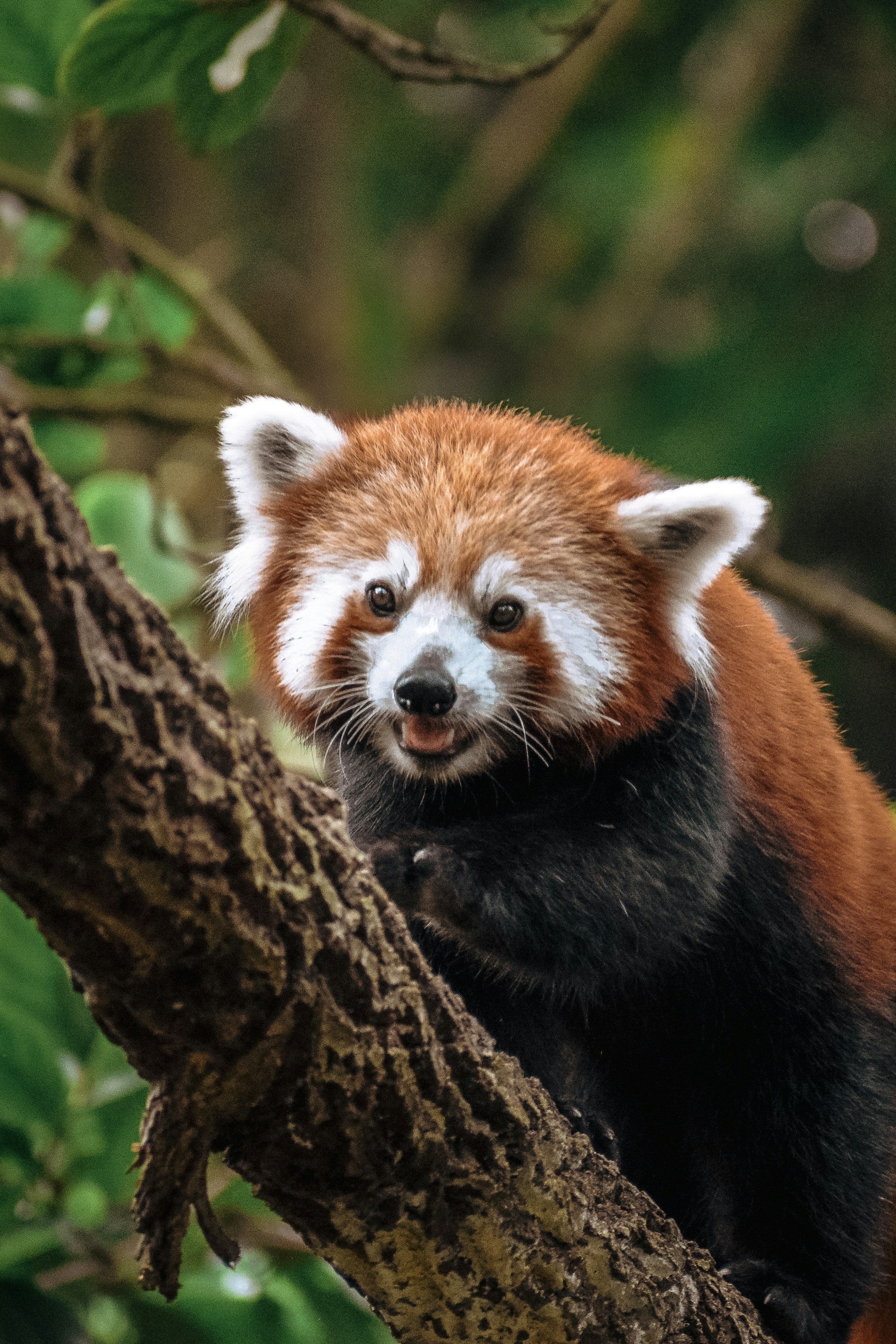 A red panda sitting on a tree branch