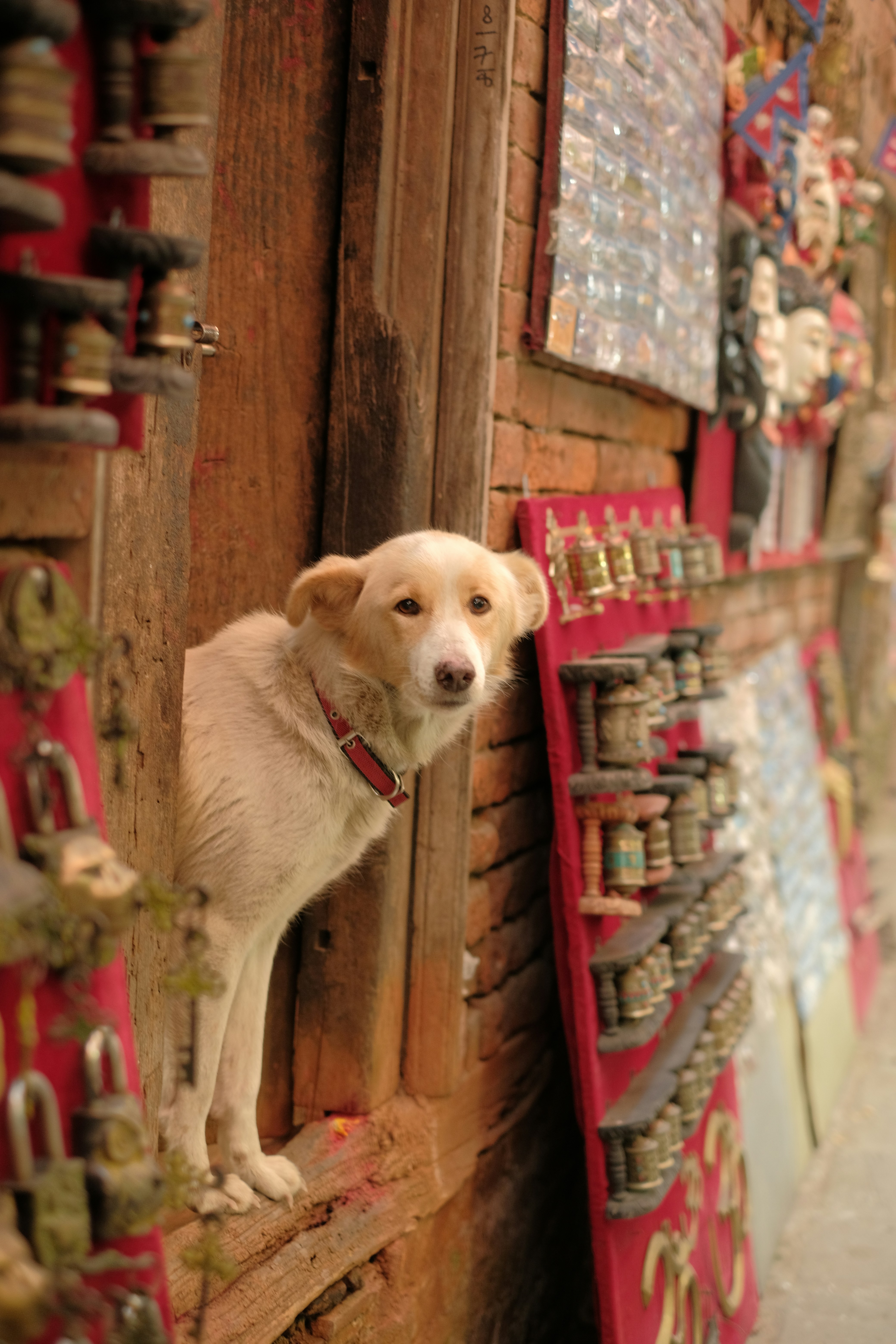 Pet owner examining freeze-dried dog food options in a store