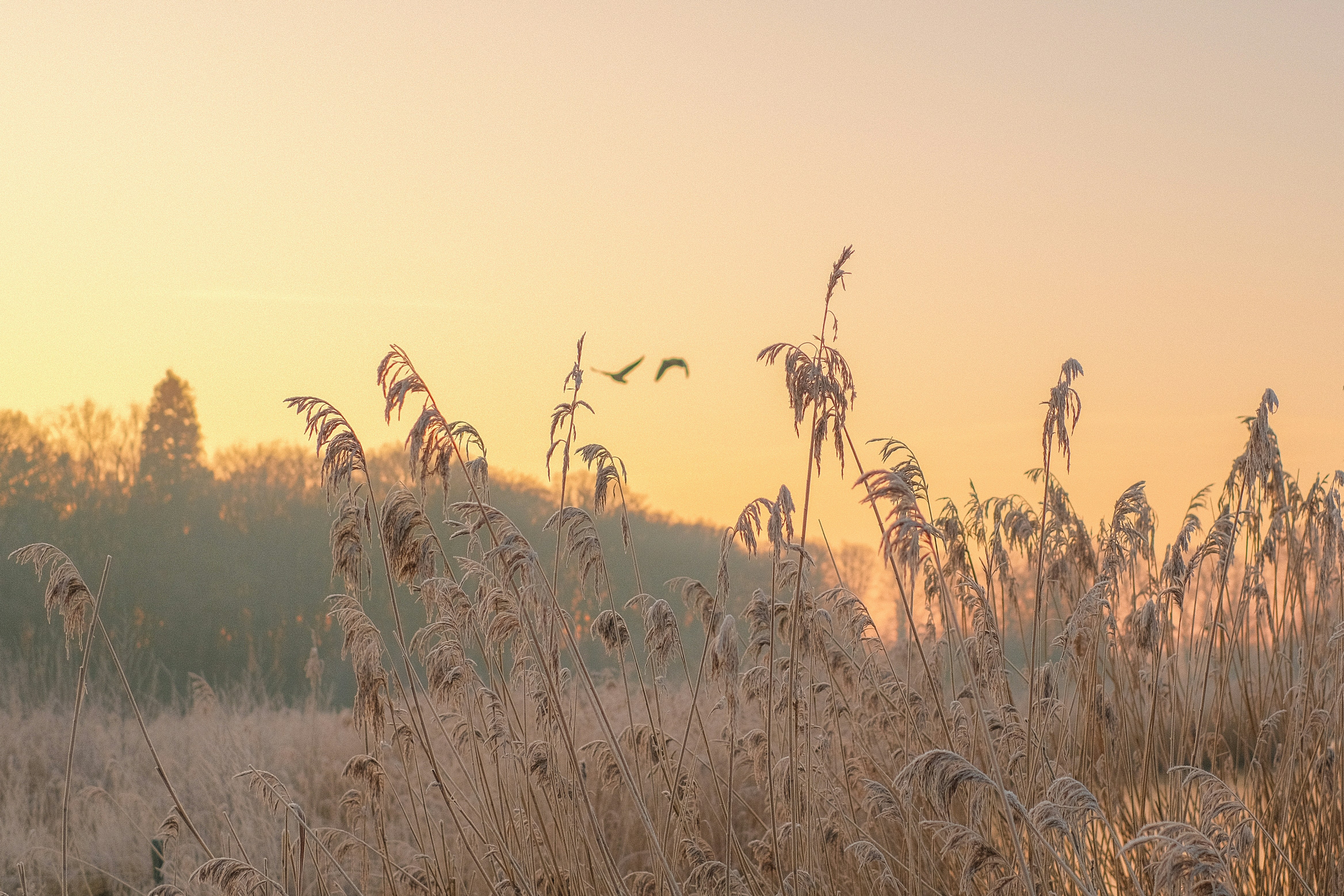 홍삼의 기능성 지표 성분은 무엇인가요? - 홍삼의 건강 효능 및 기능성 성분 분석