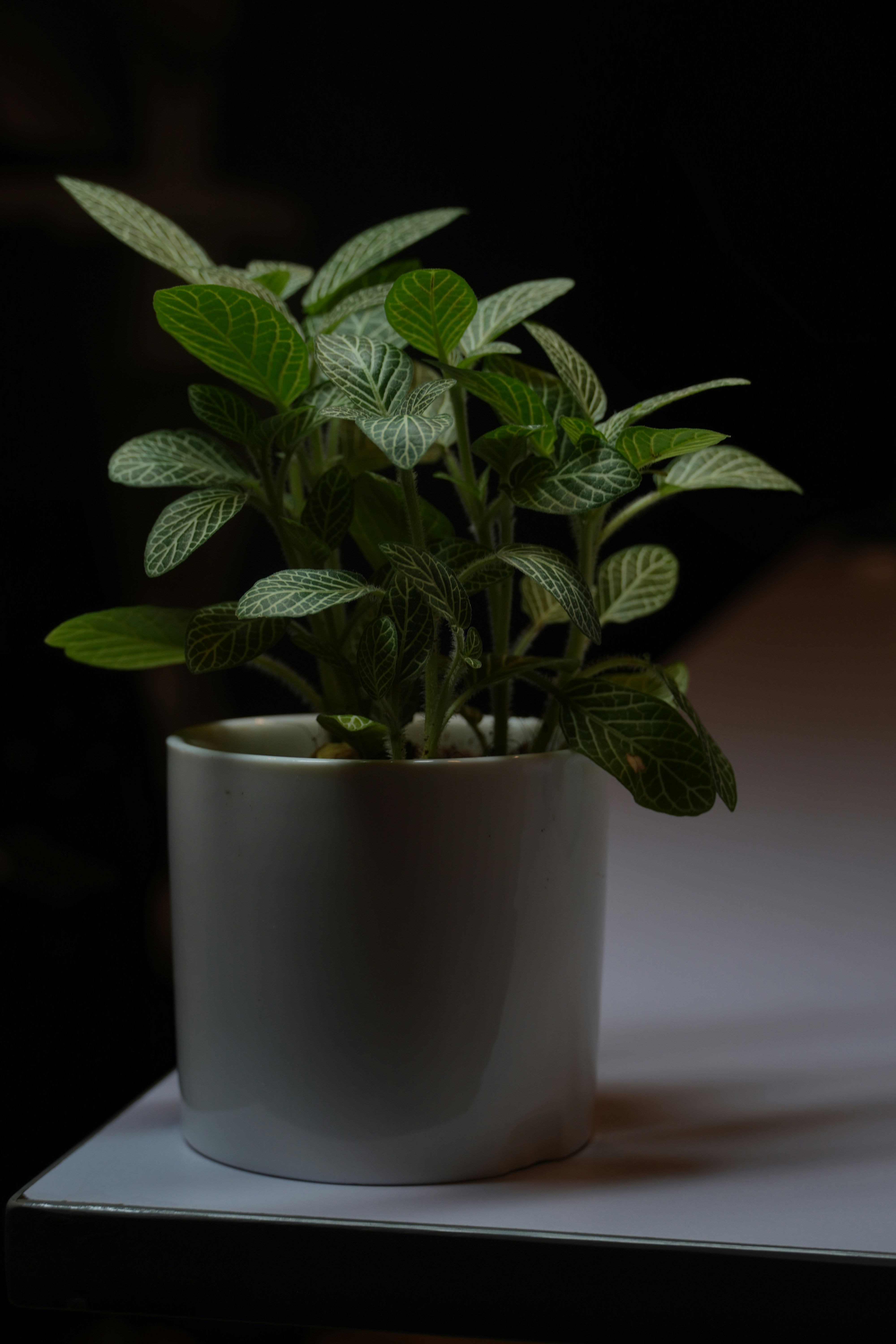 Une plante en pot posée sur une table