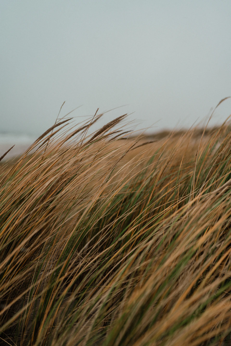 The image depicts a serene beach scene with tall, dry grass swaying gently in the breeze. The perspective is from below, looking up at the grass and the sky above it. The sky appears overcast, casting a soft light on the scene. In the distance, the vast expanse of the ocean can be seen, its surface reflecting the muted colors of the sky.