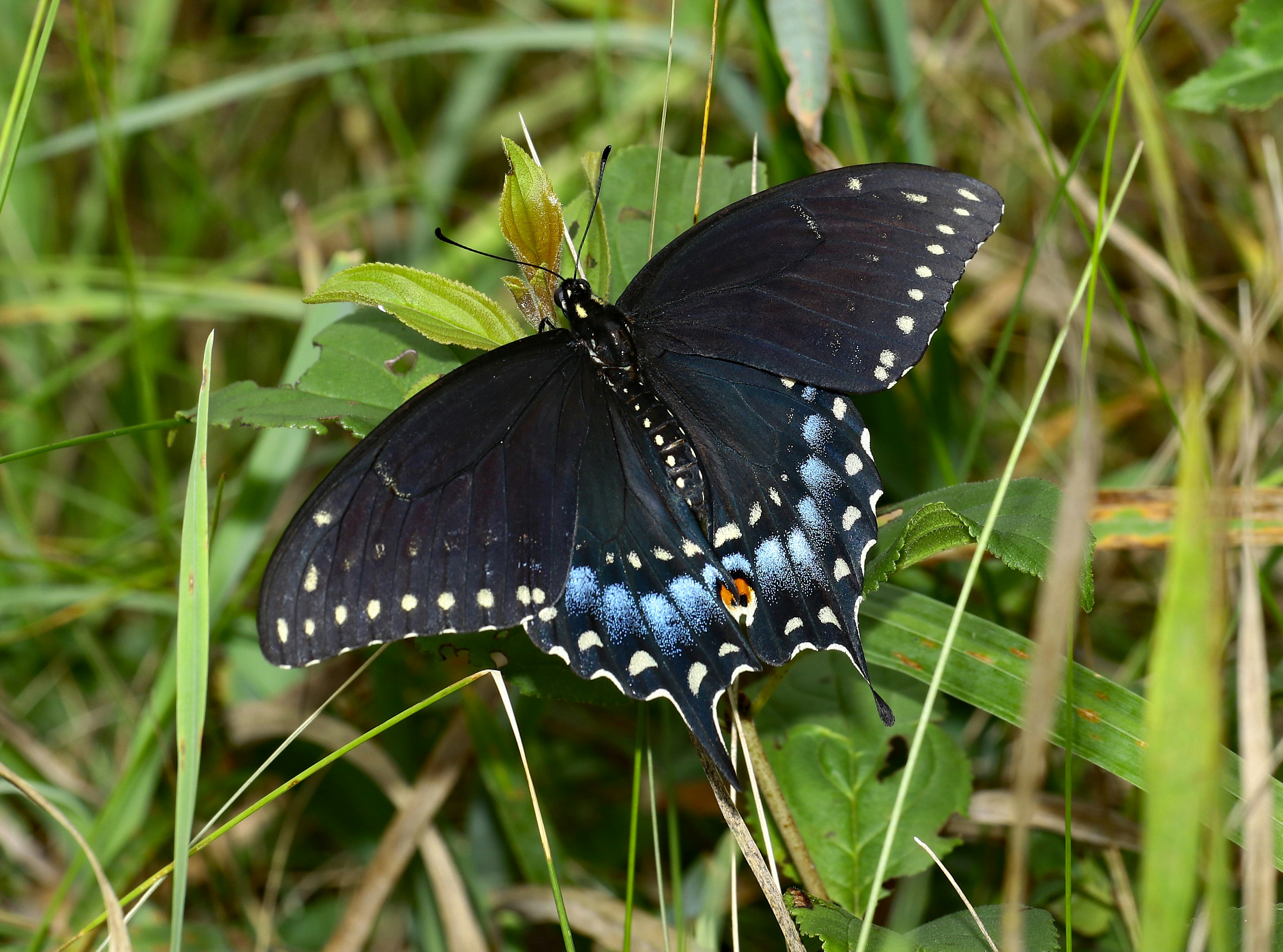 Photo by telliottmbamsc