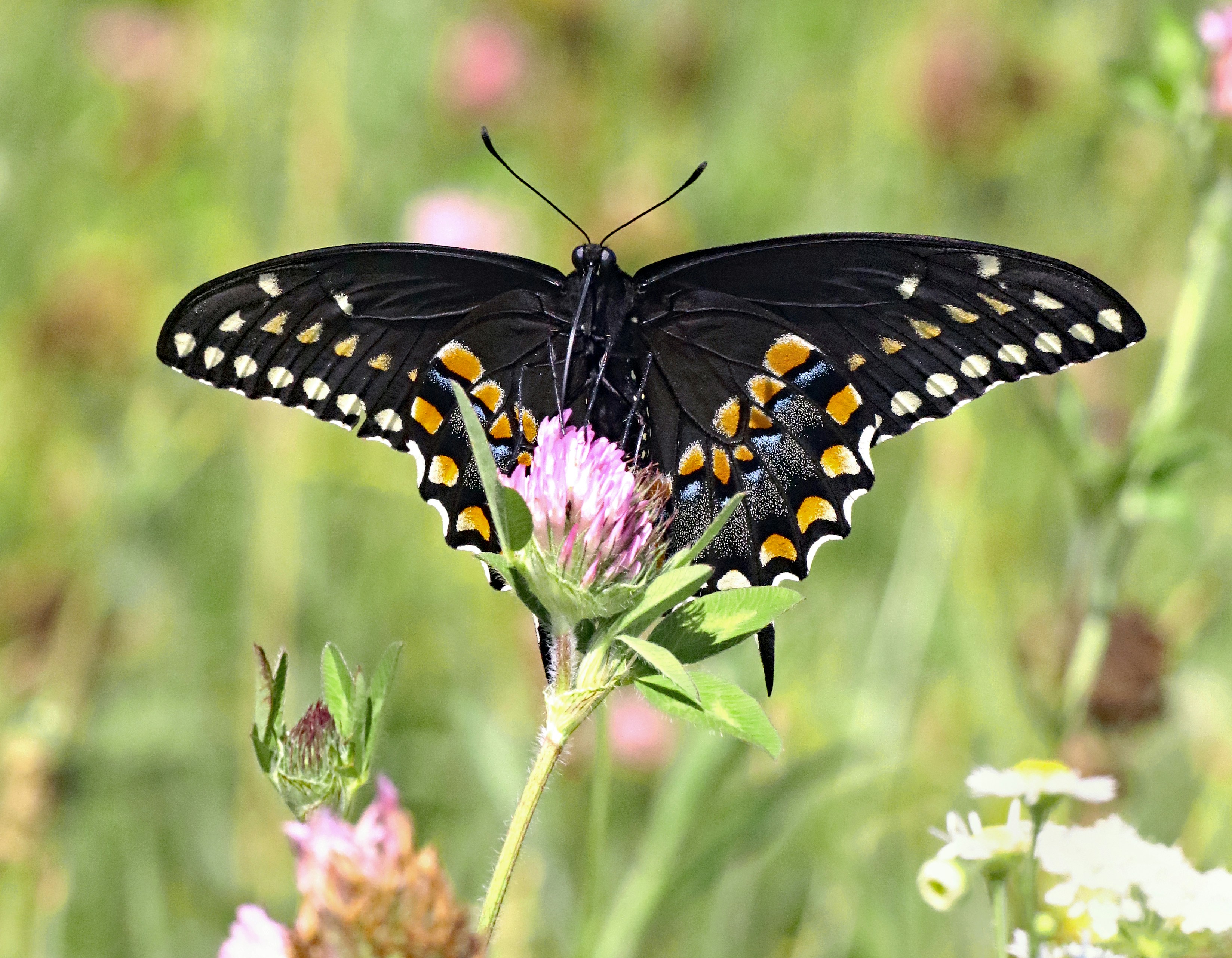 Photo by telliottmbamsc