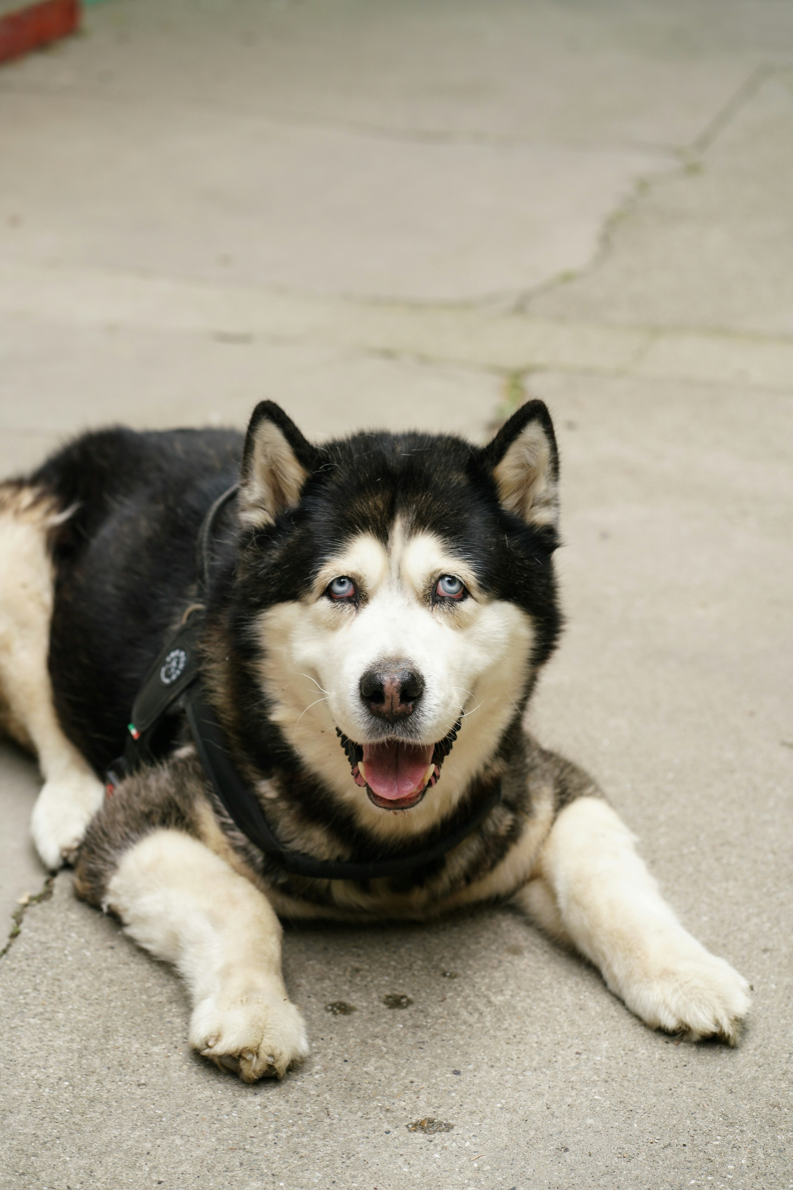 A black and white dog laying on the ground