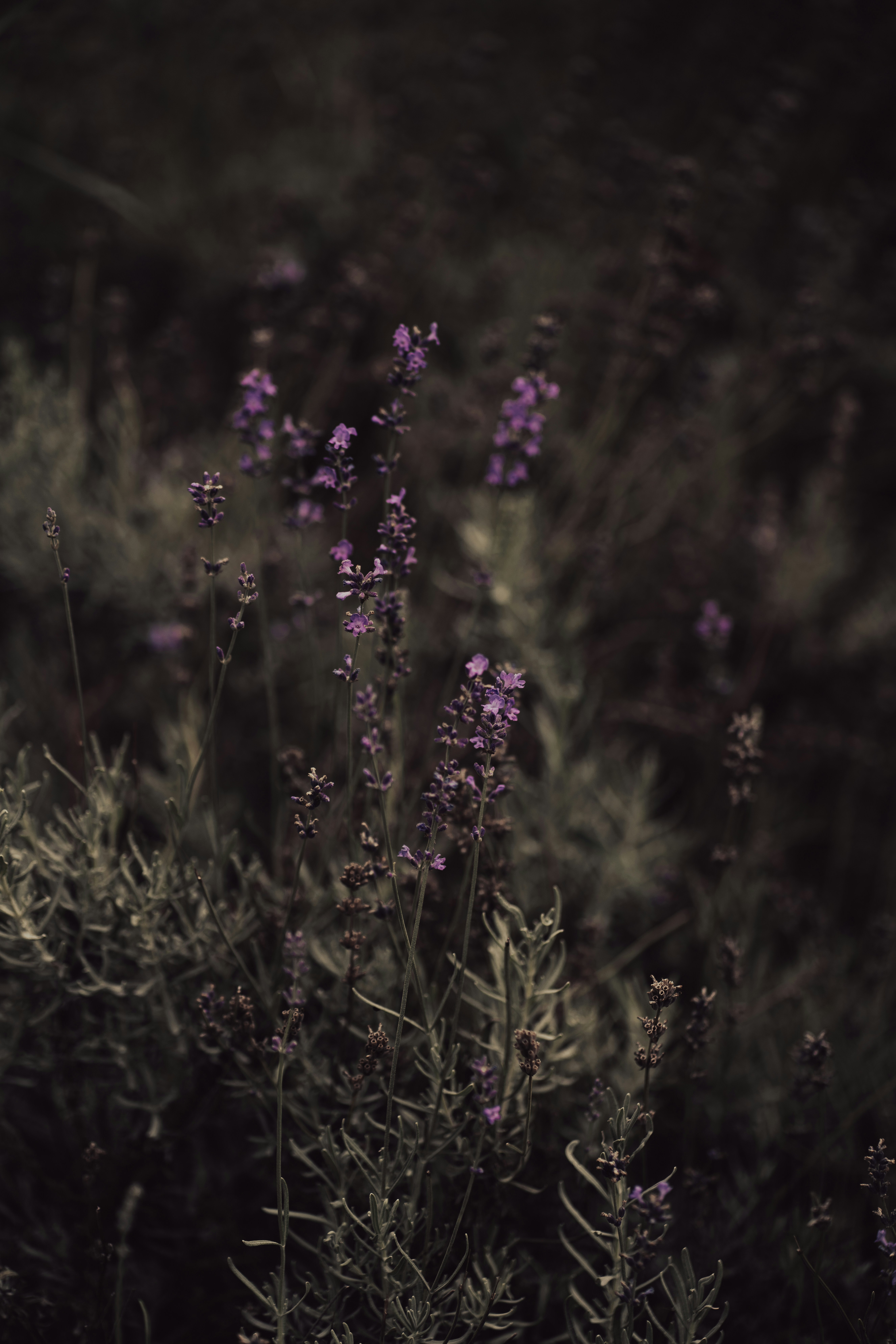 Photo by fairycarousel