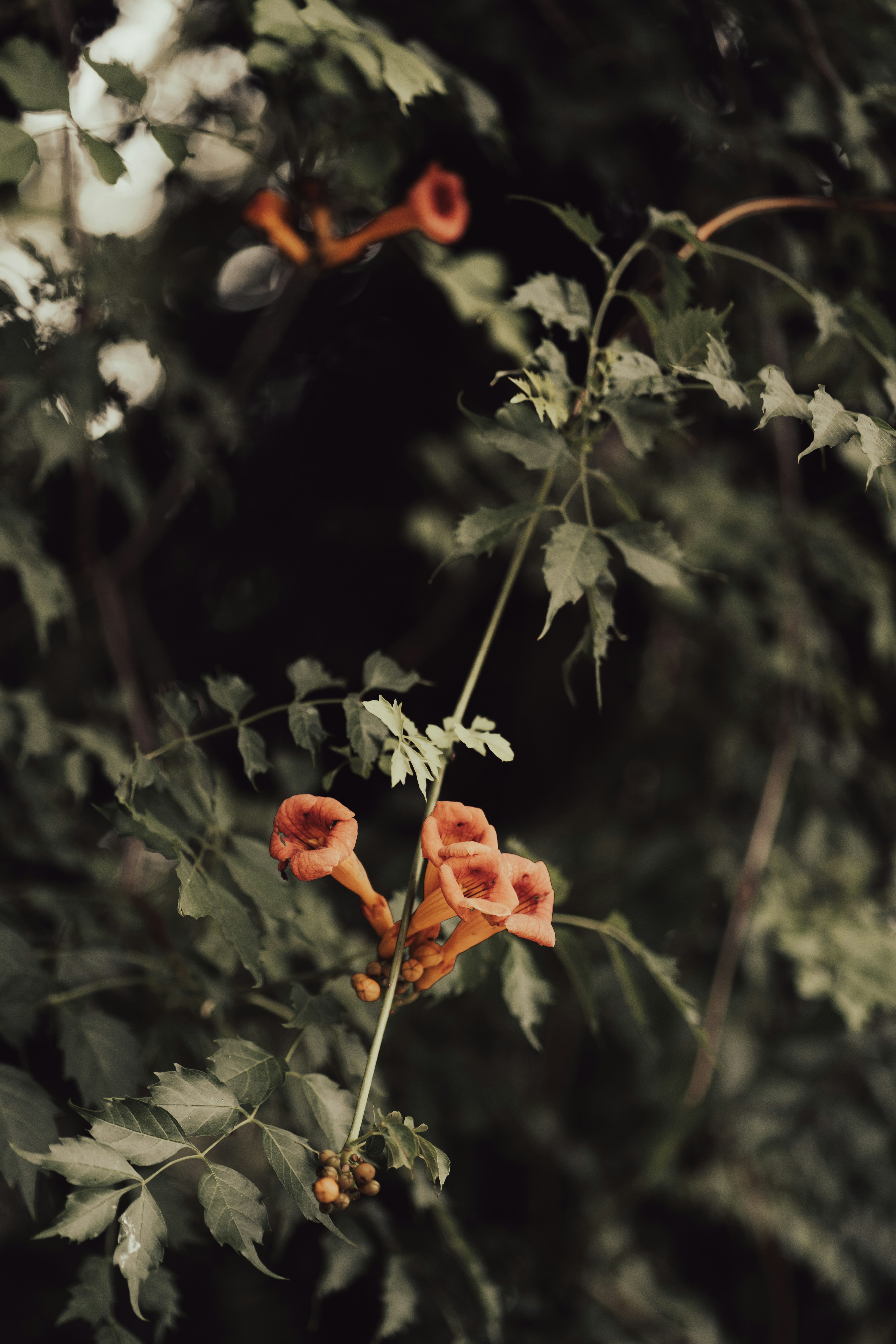 Photo by fairycarousel