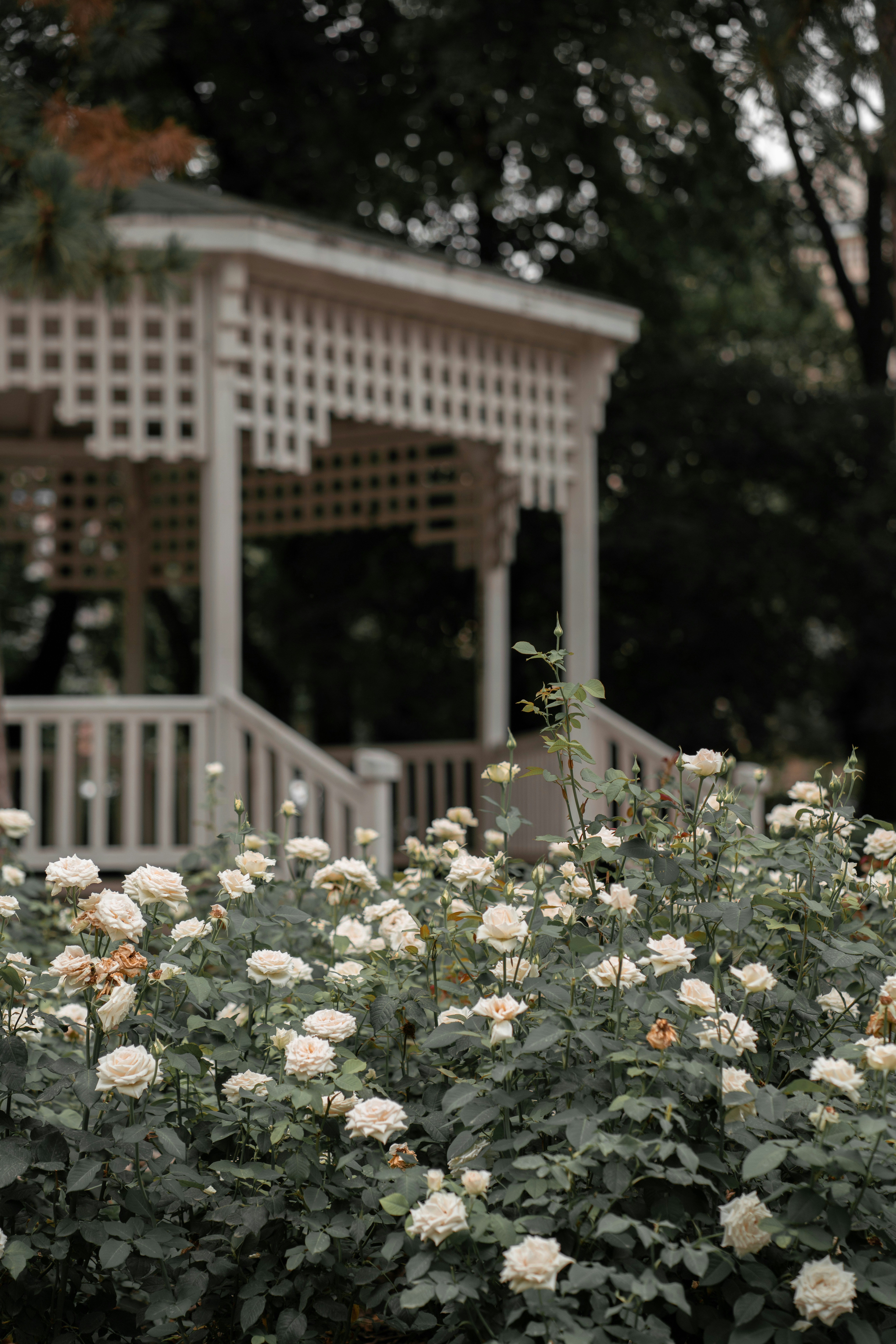 Photo by fairycarousel