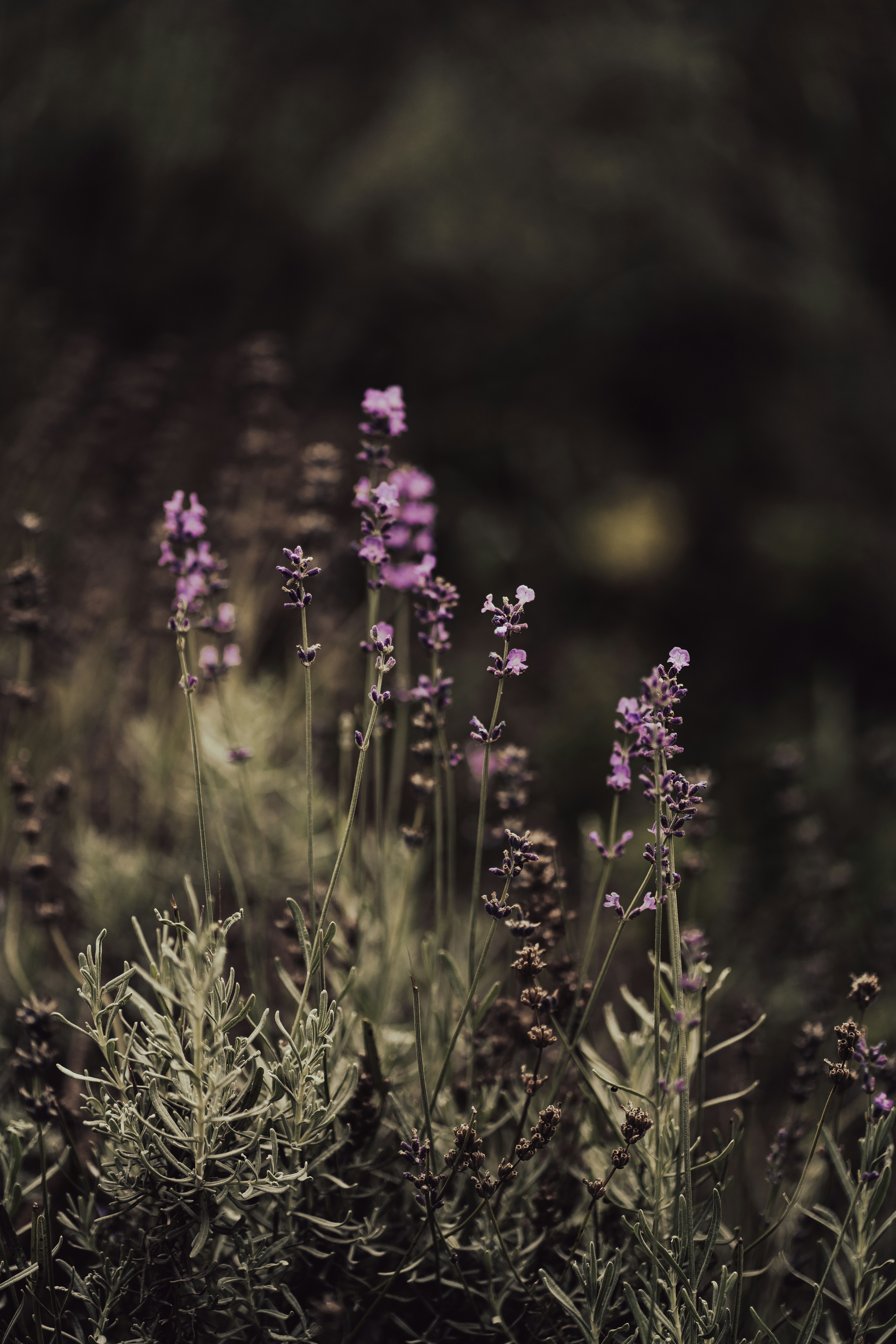 Photo by fairycarousel