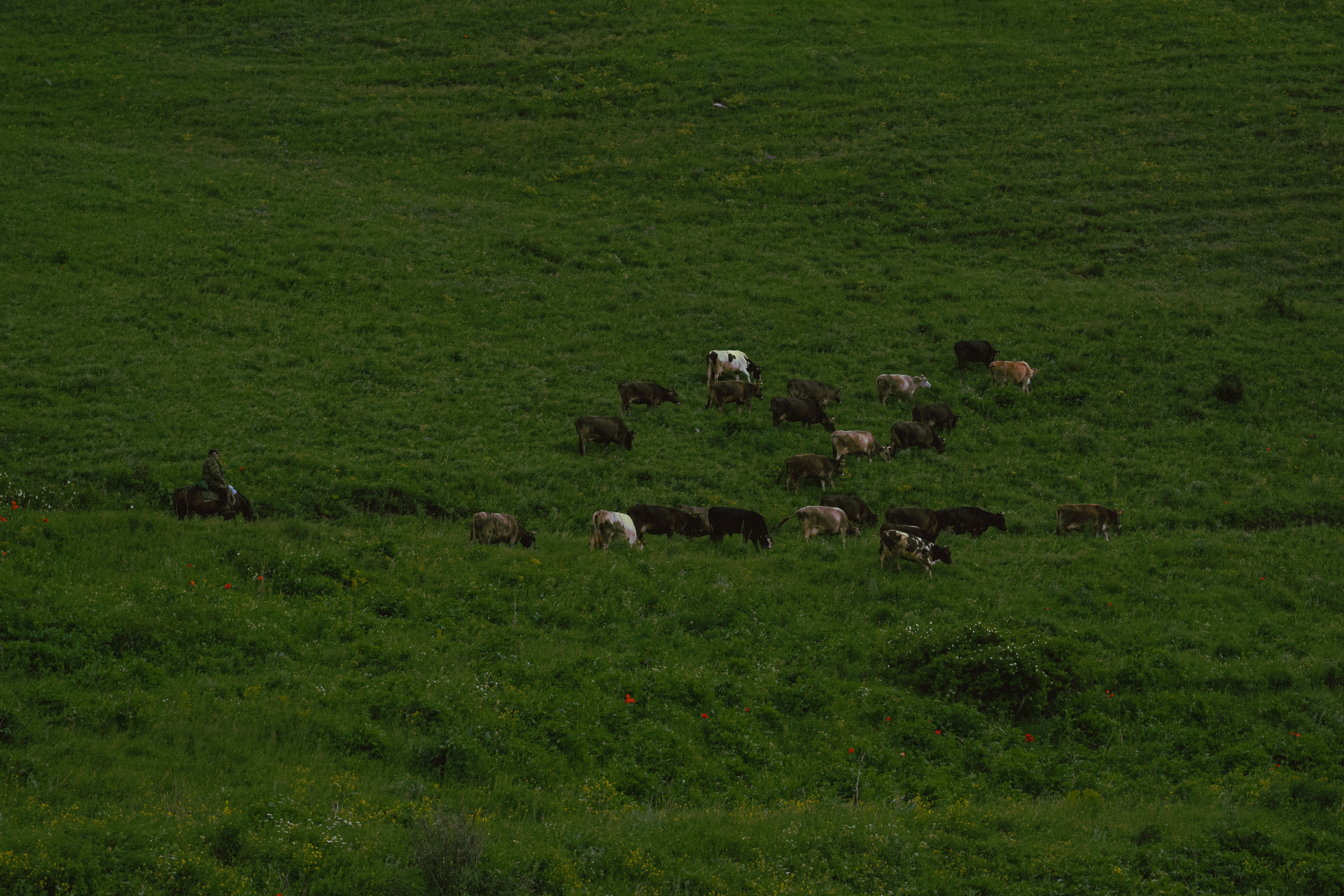 Photo by goharkhachatryan