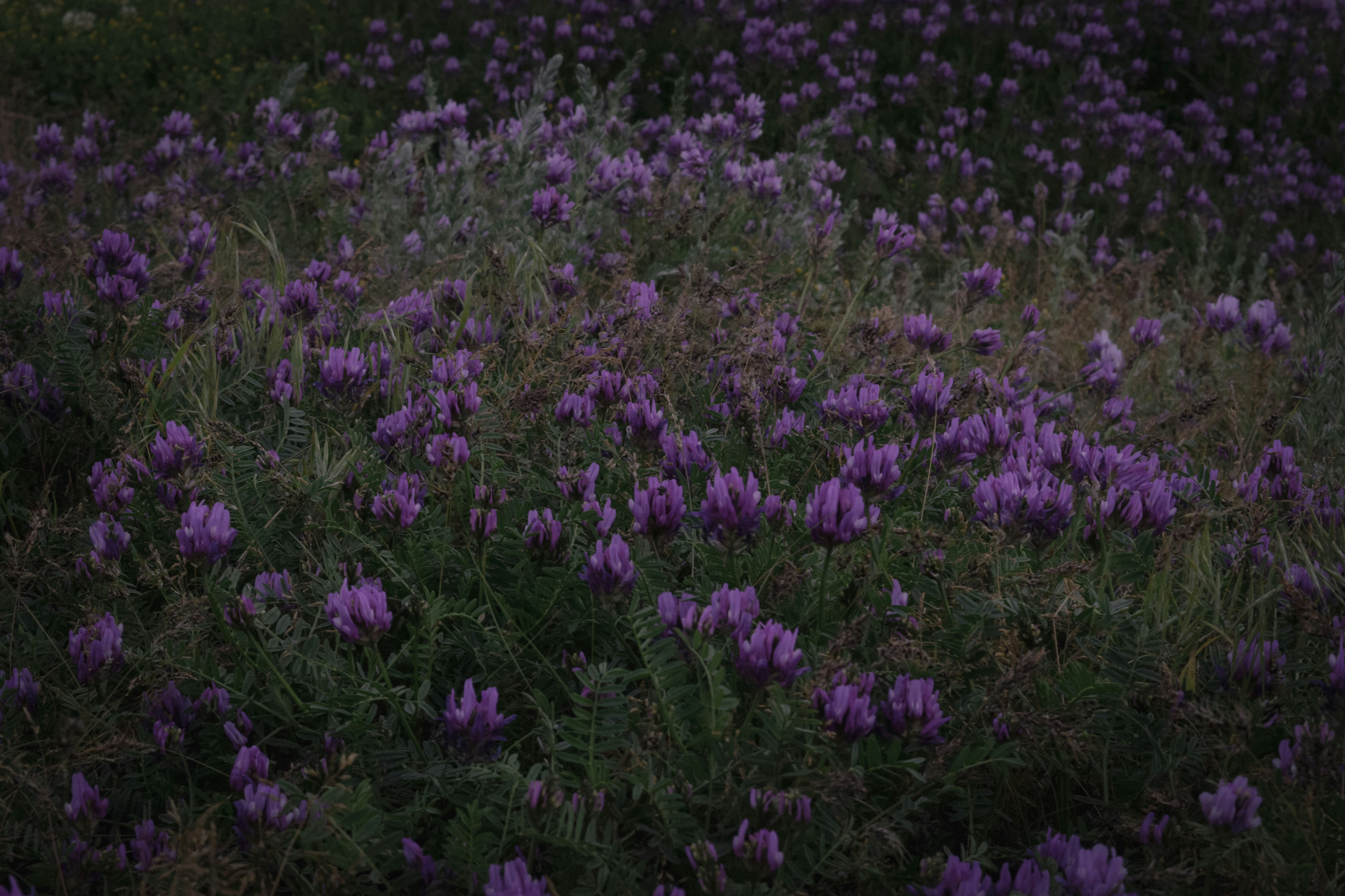 Photo by goharkhachatryan