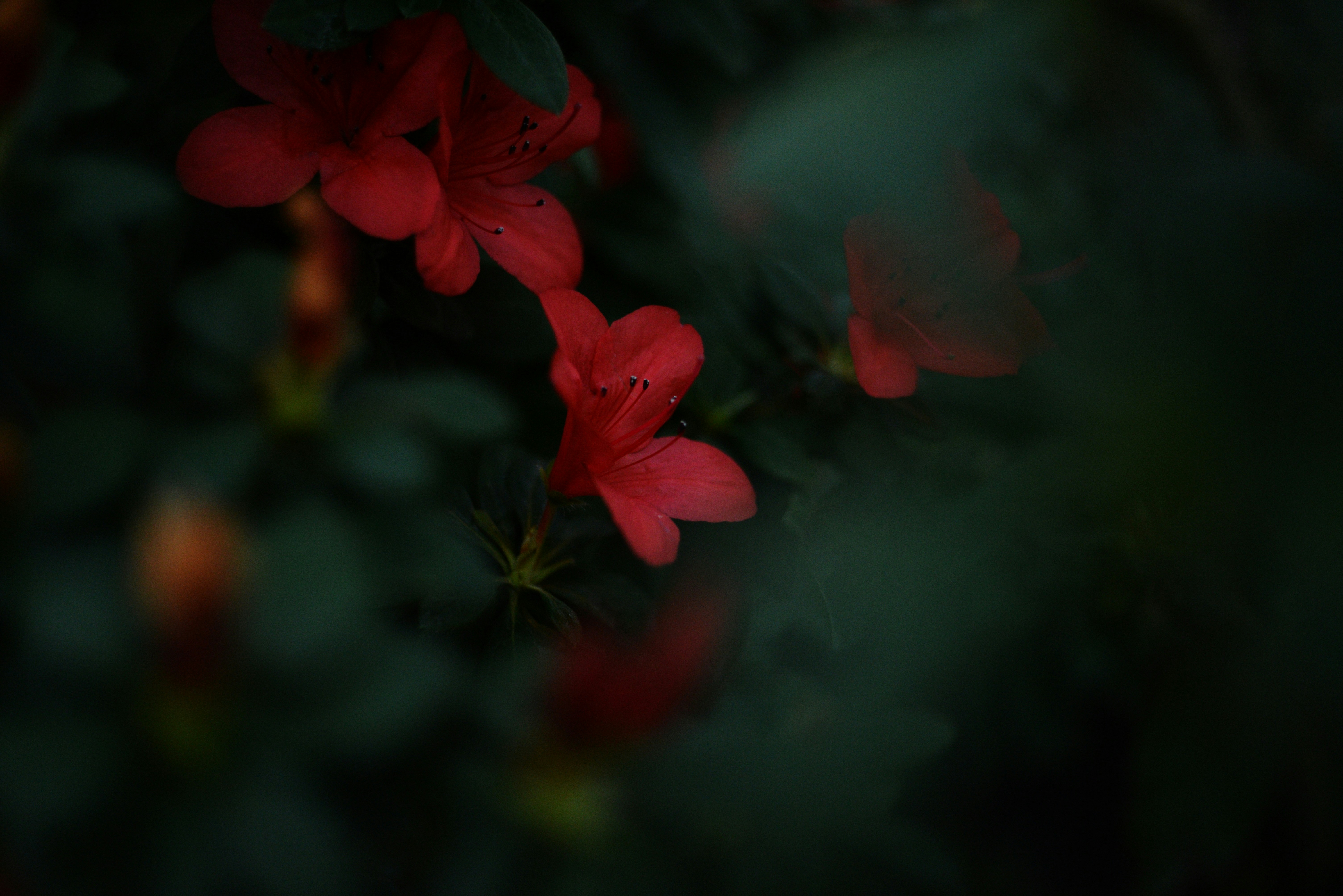 Photo by cherstve_pechivo