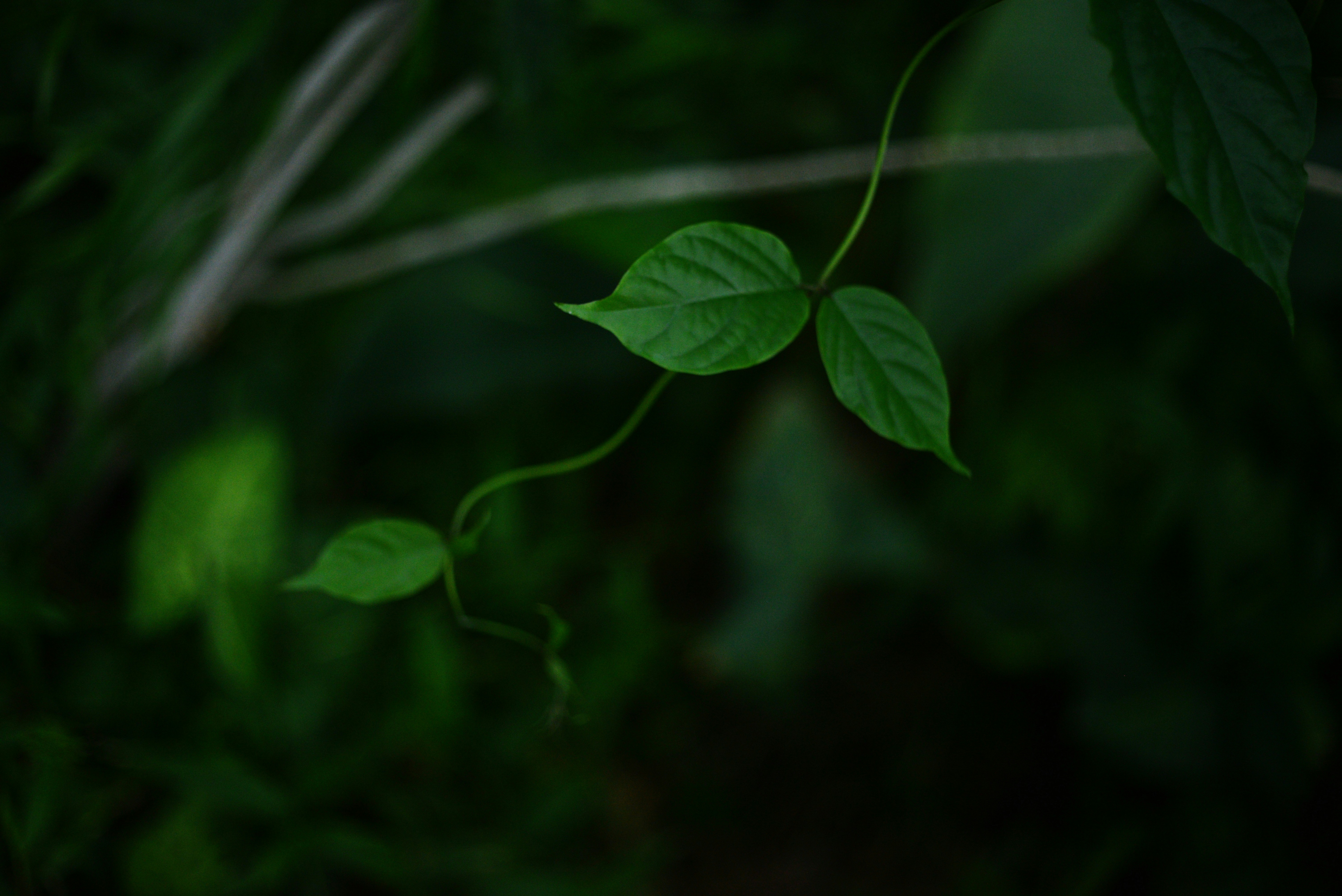 Photo by cherstve_pechivo