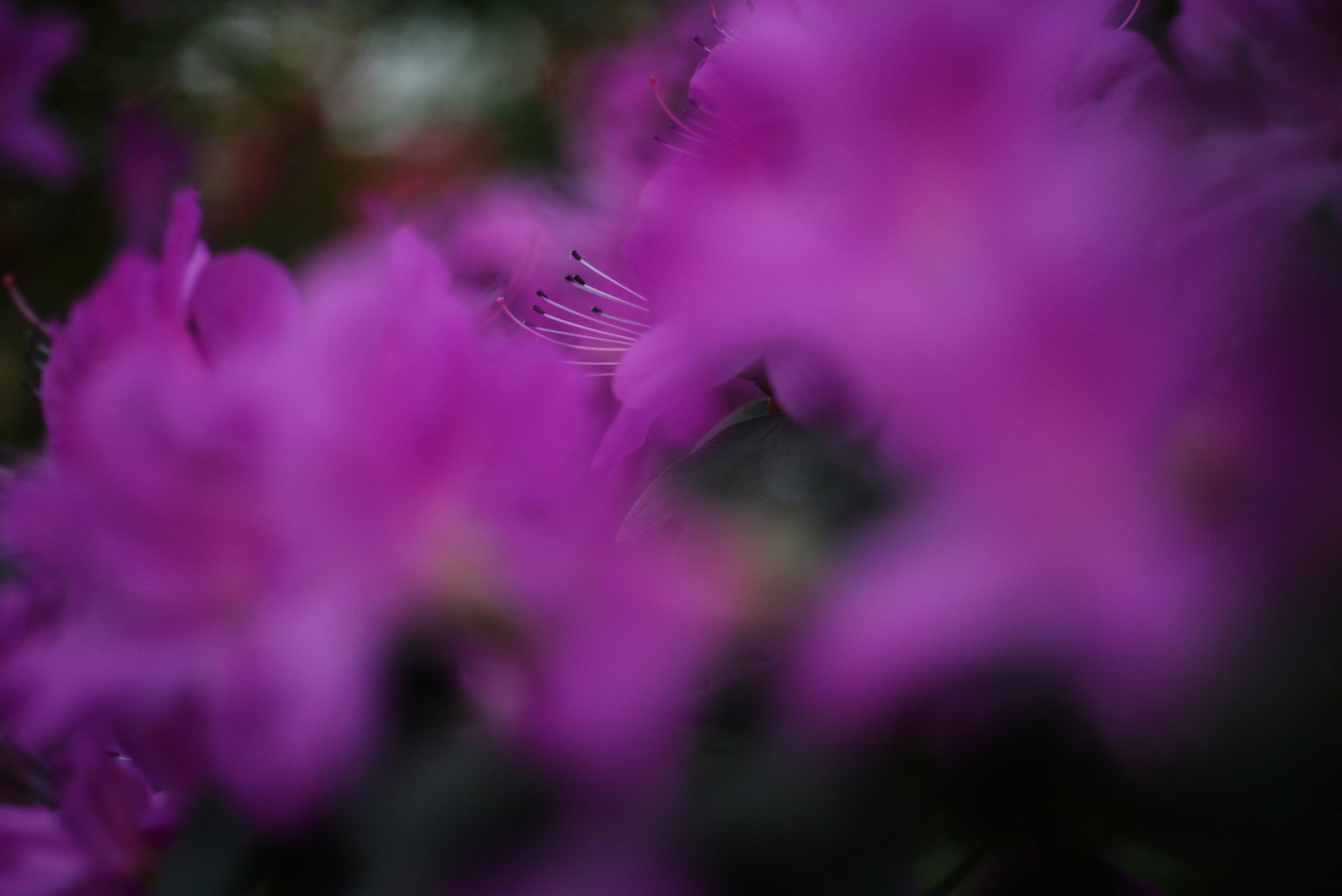 Photo by cherstve_pechivo