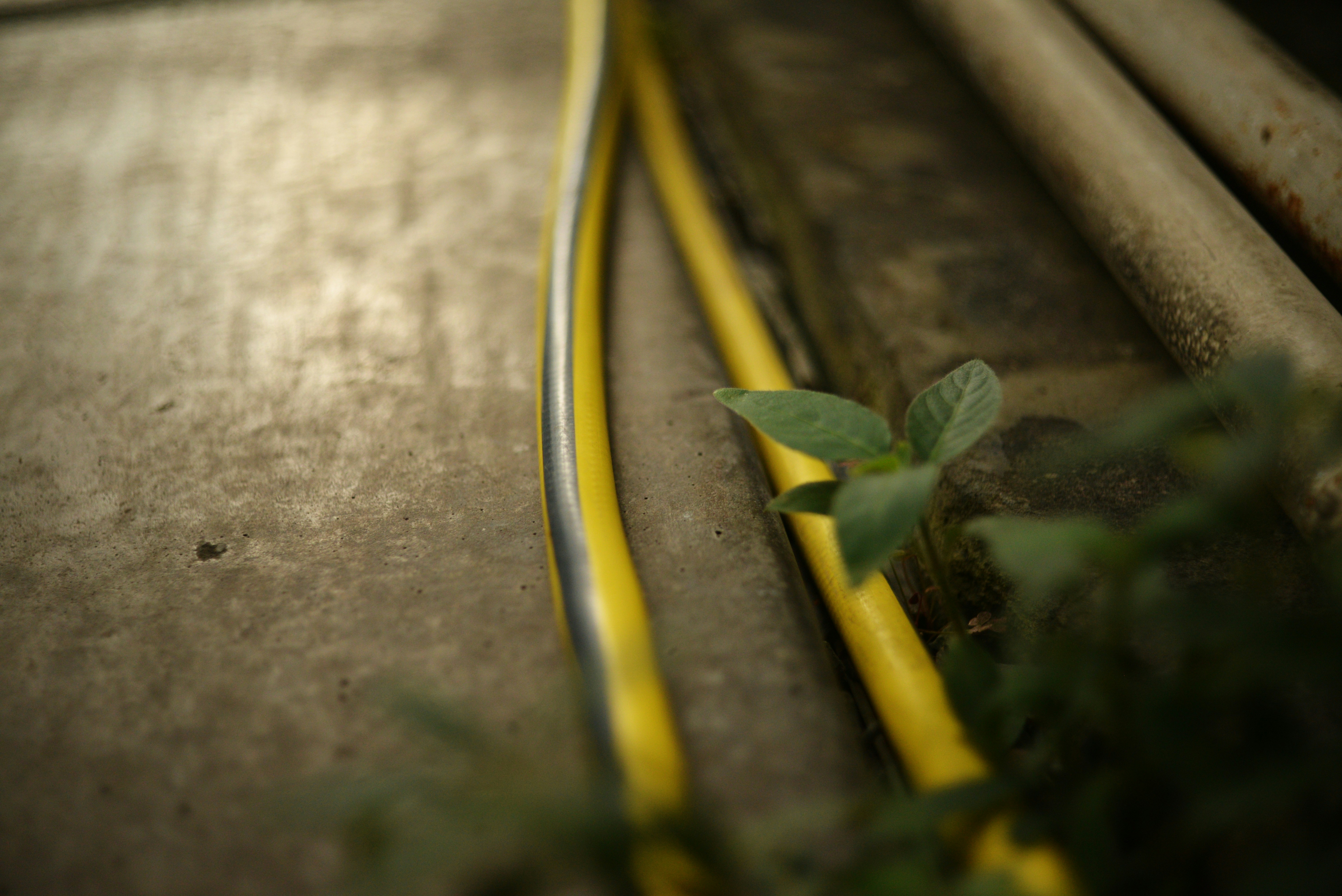 Drip-line hose running beside a garden plant