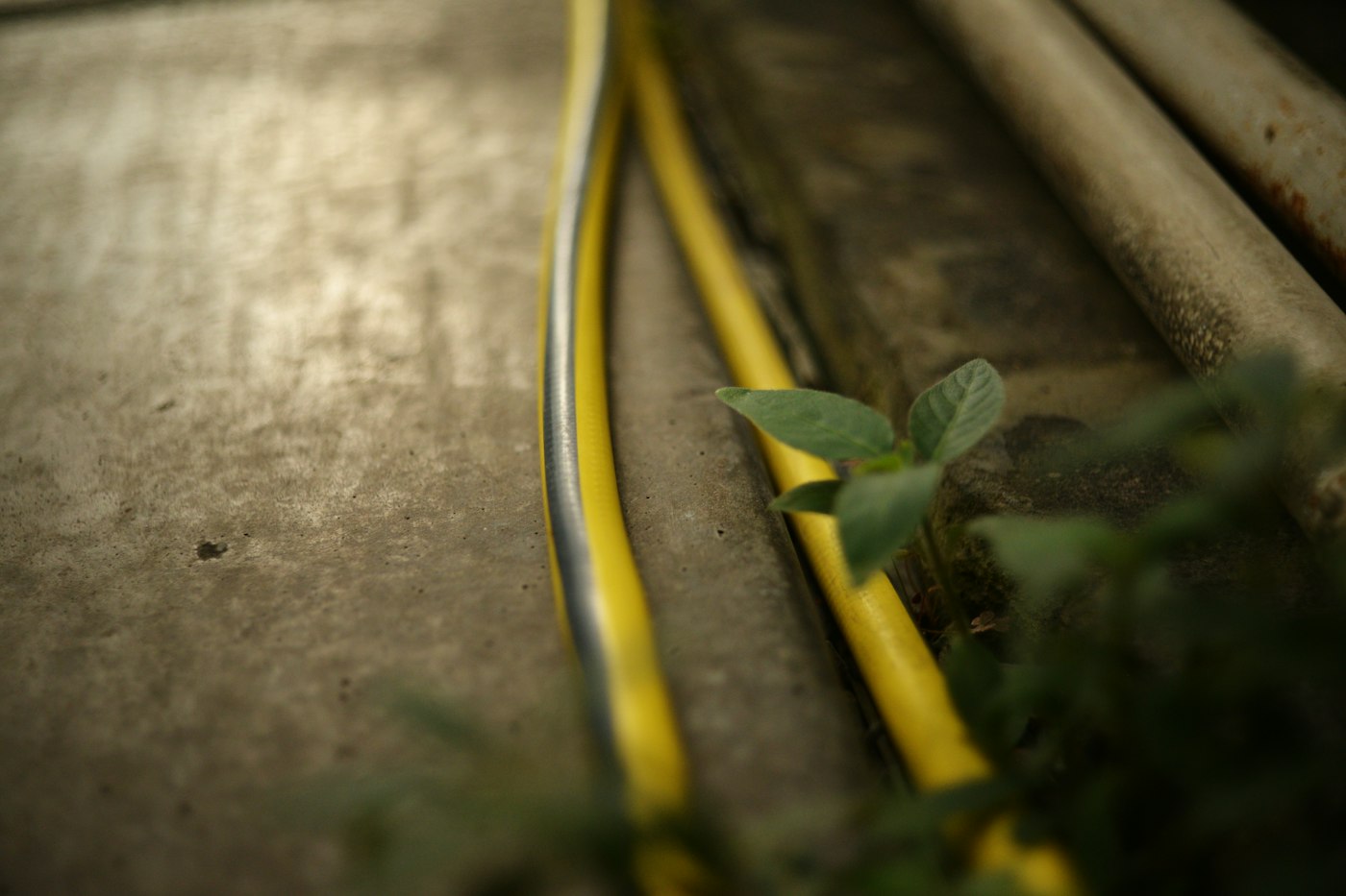 Yellow hose connector for drip irrigation for raised beds