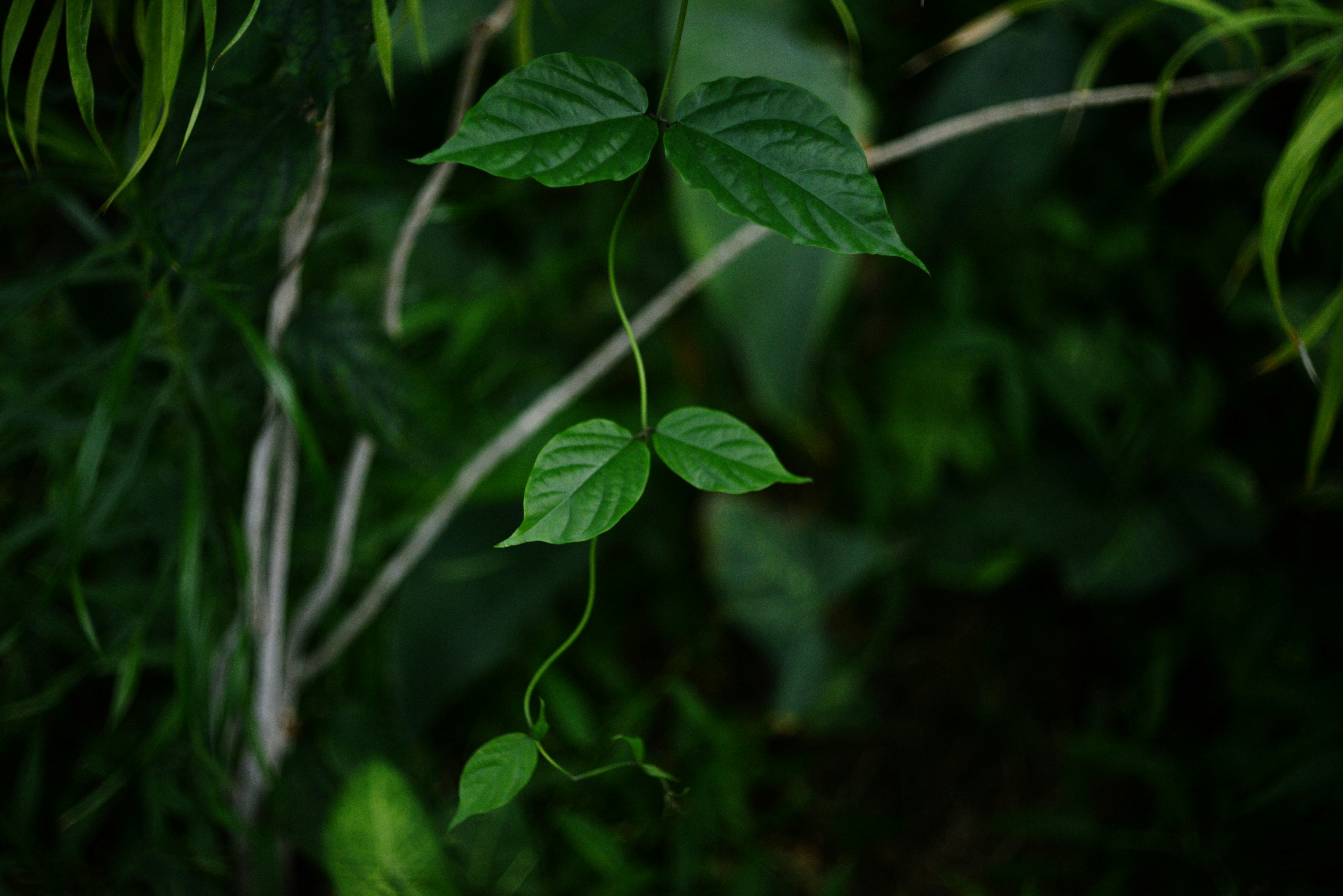 Photo by cherstve_pechivo