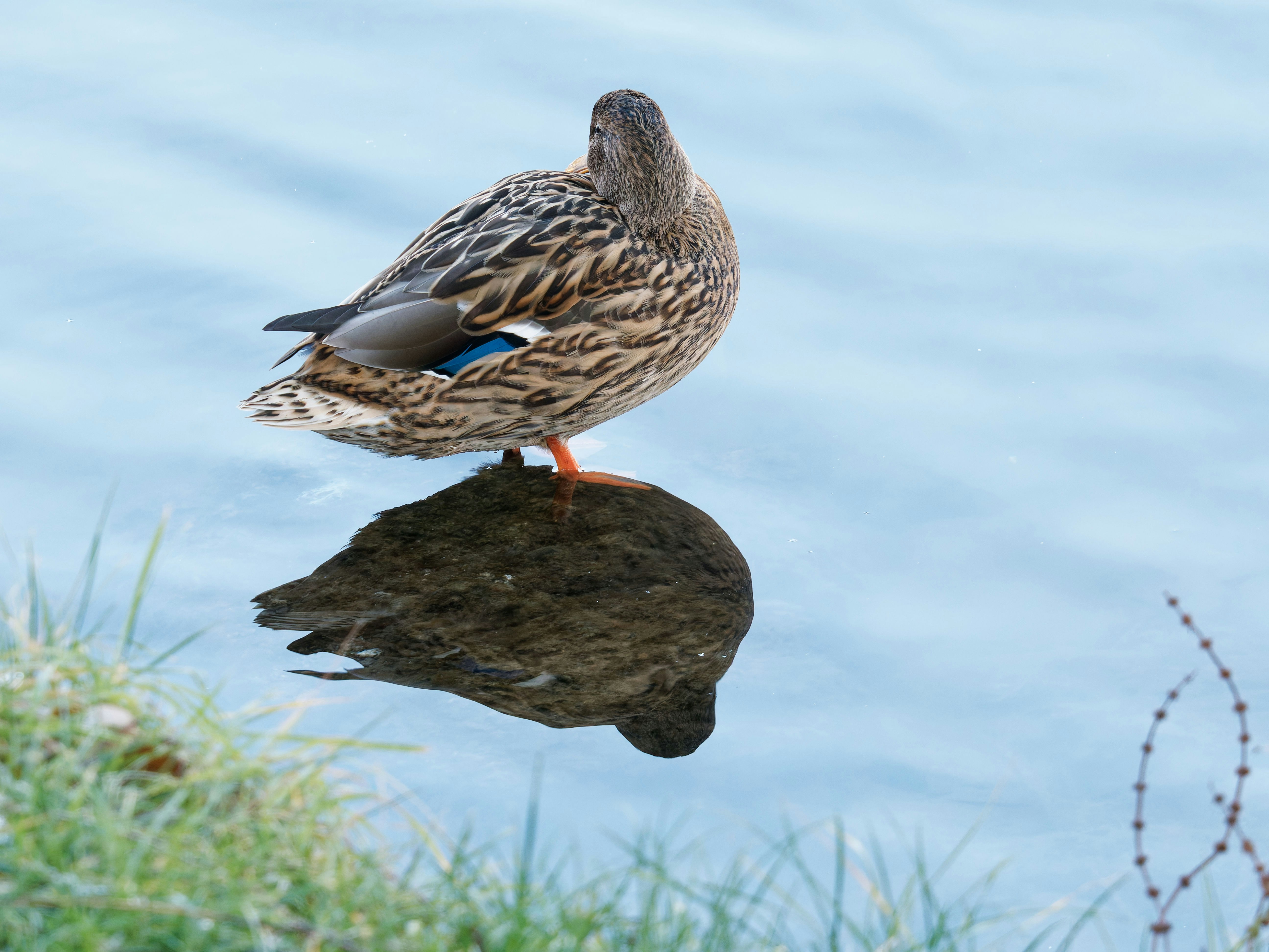 Photo by illes_cristi