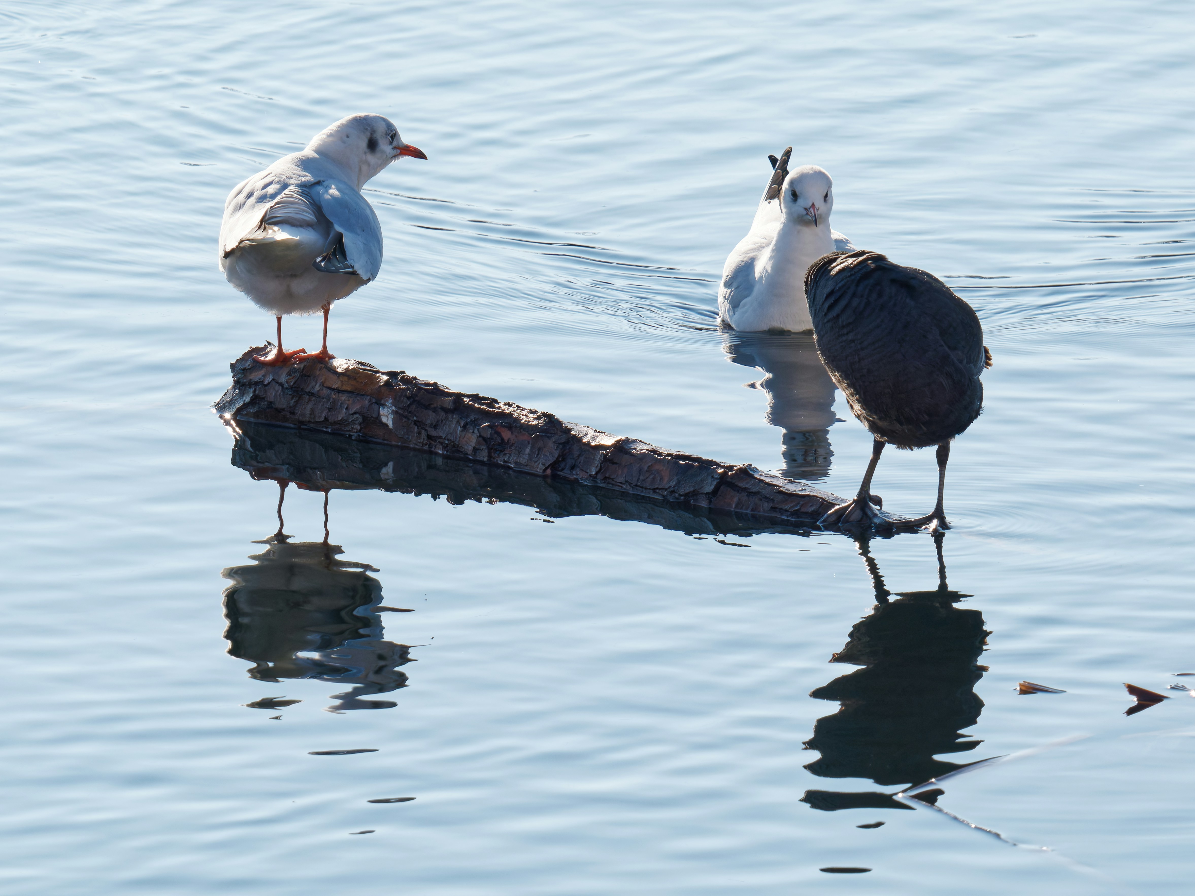 Three seagulls sitting on a log in the water