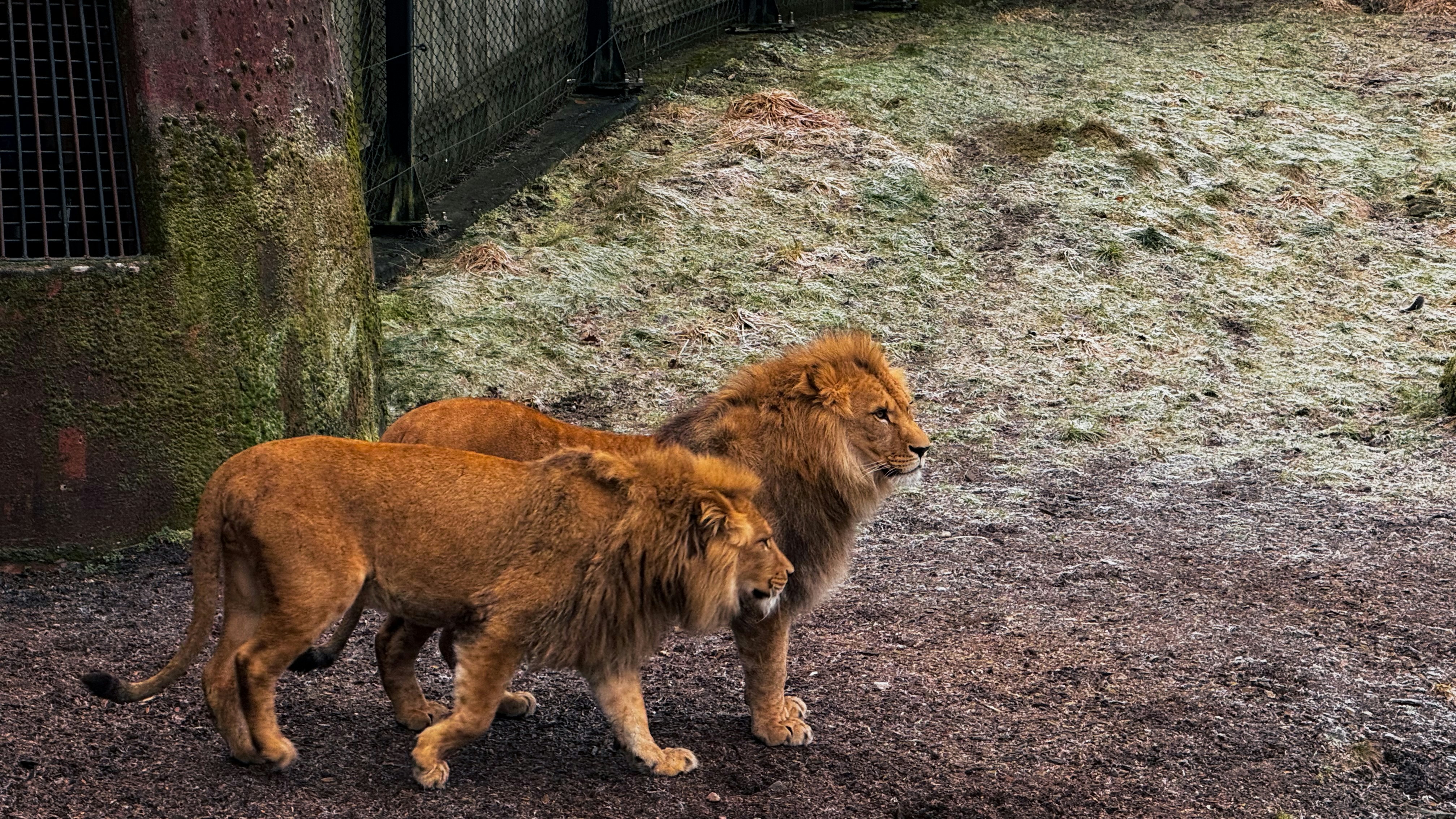 Altitude Adaptations in Action (image credits: unsplash)