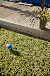 A blue ball on a healthy, established lawn next to wooden decking in the Plovdiv region, three month
