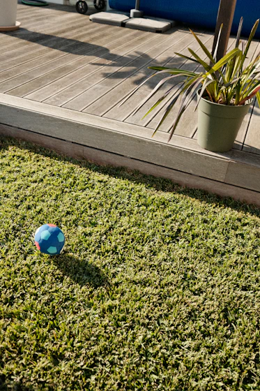 A blue ball on a healthy, established lawn next to wooden decking in the Plovdiv region, three month
