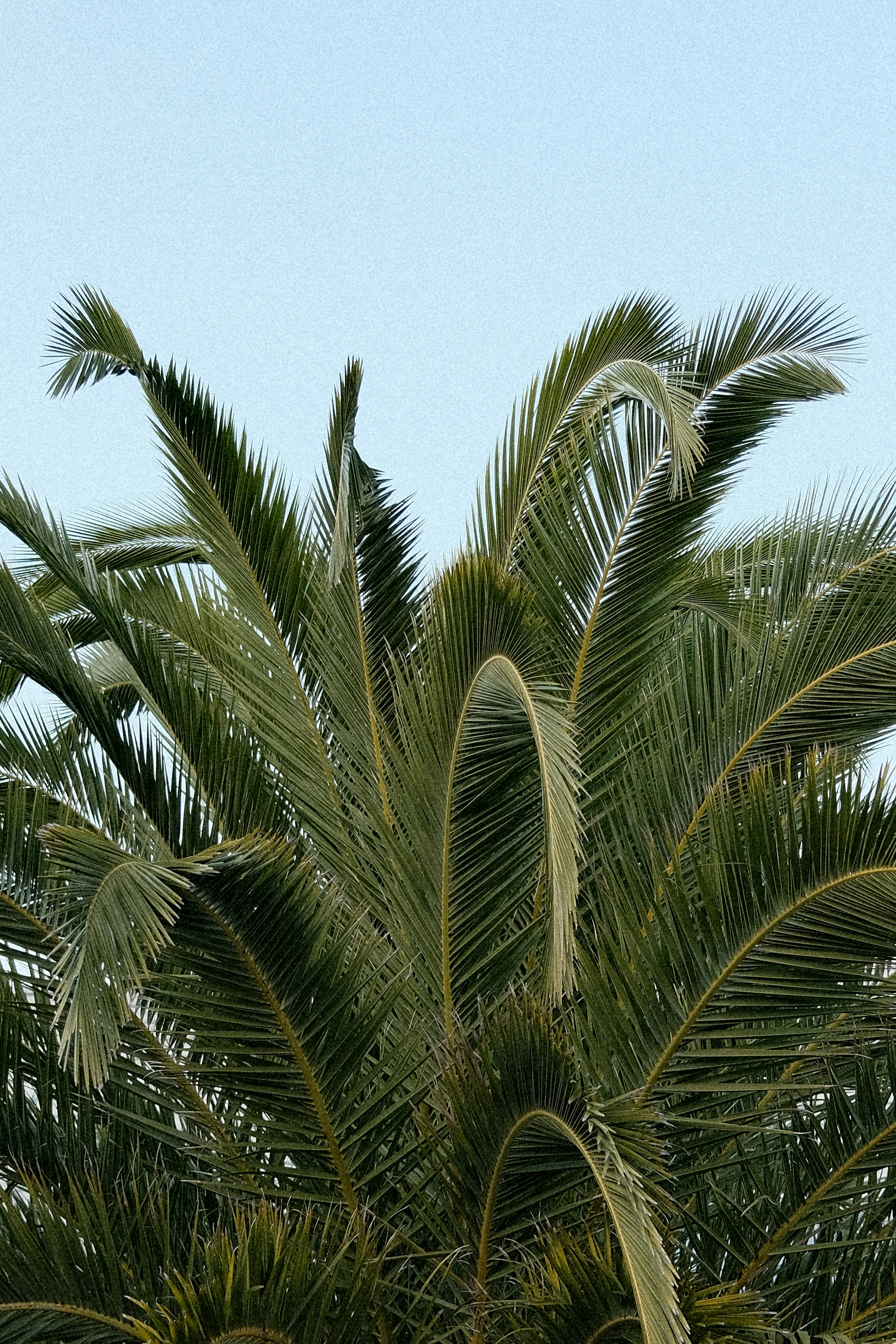 A plane flying over a palm tree in the sky