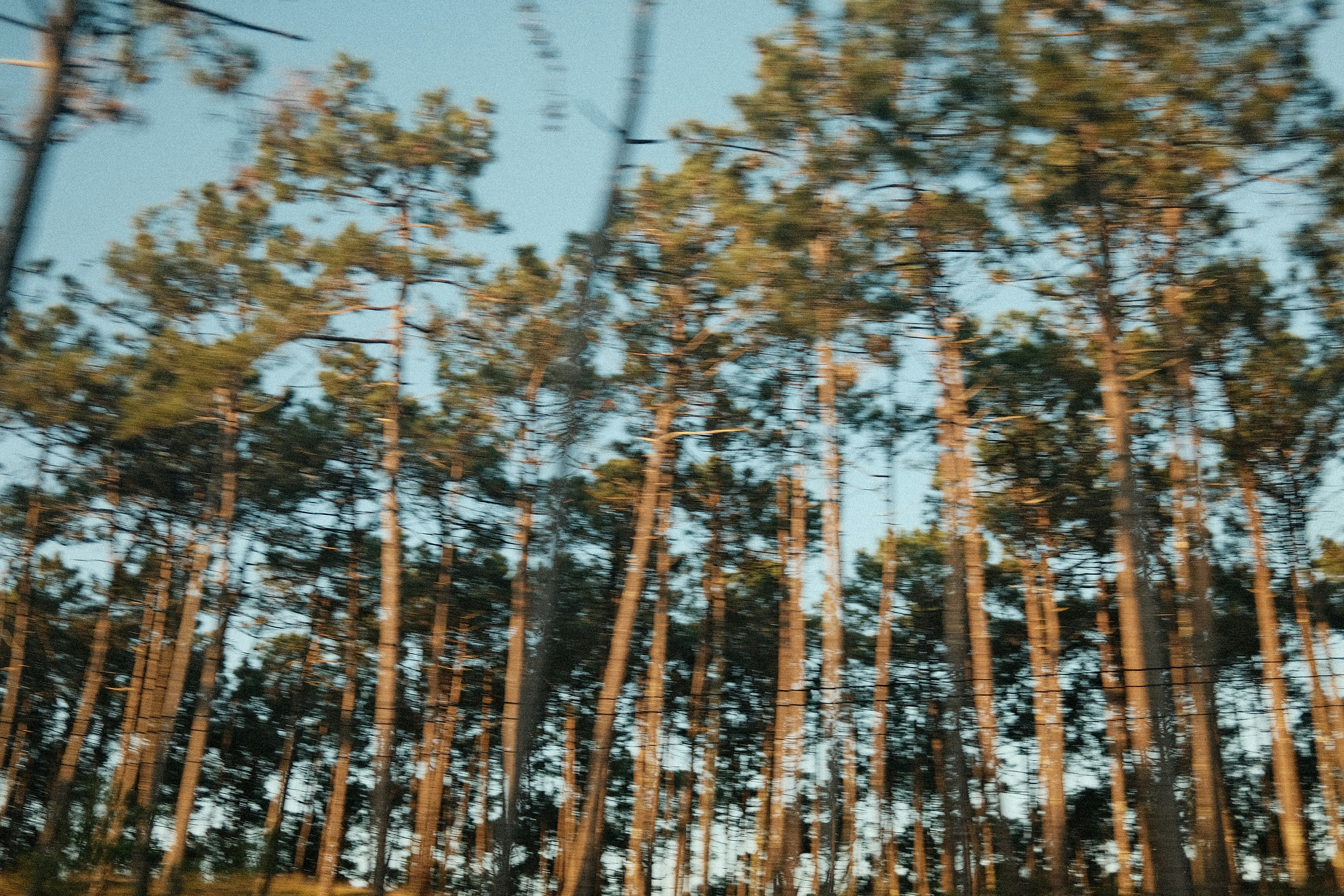 A blurry photo of a forest with trees in the background
