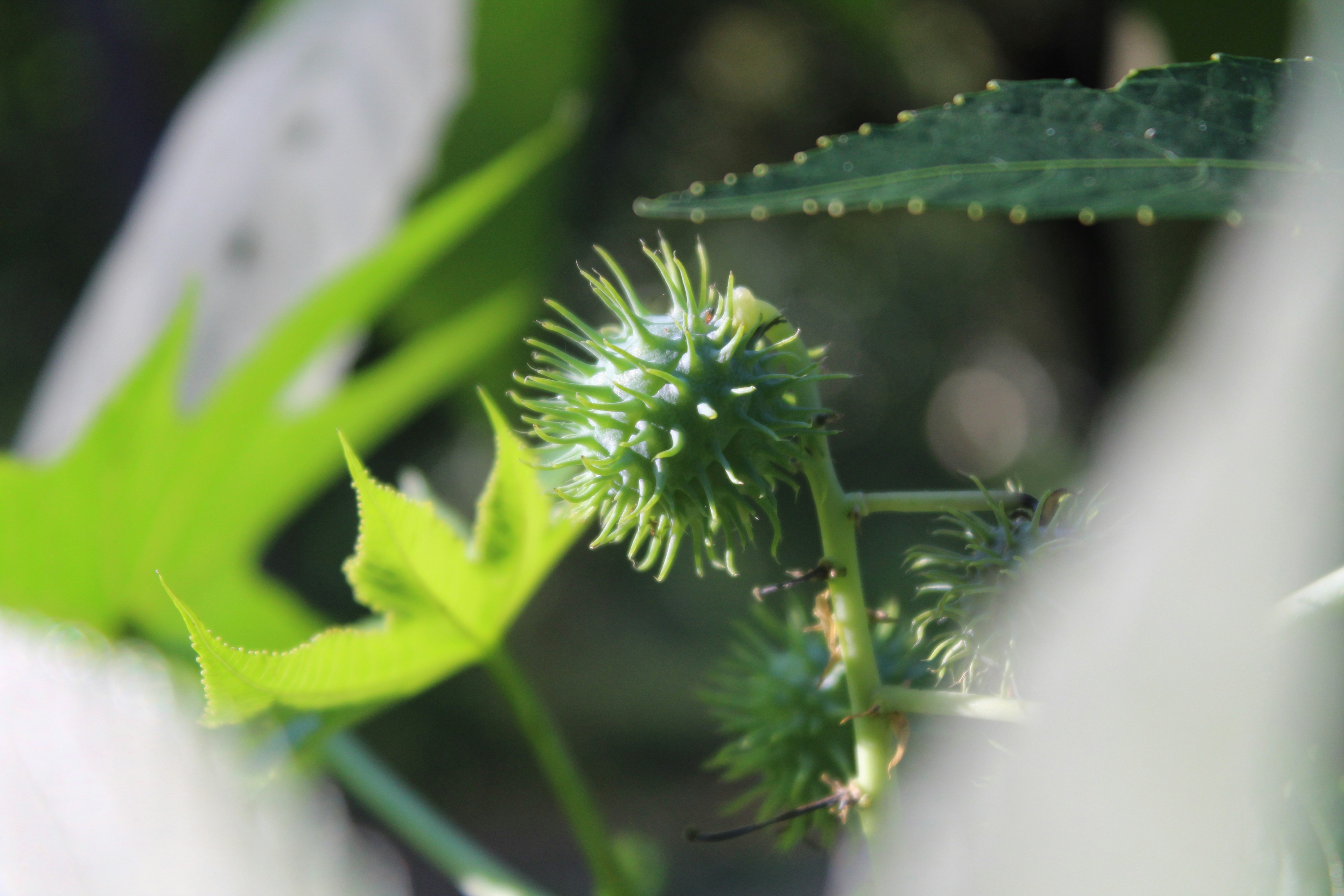 Photo by photogitthi