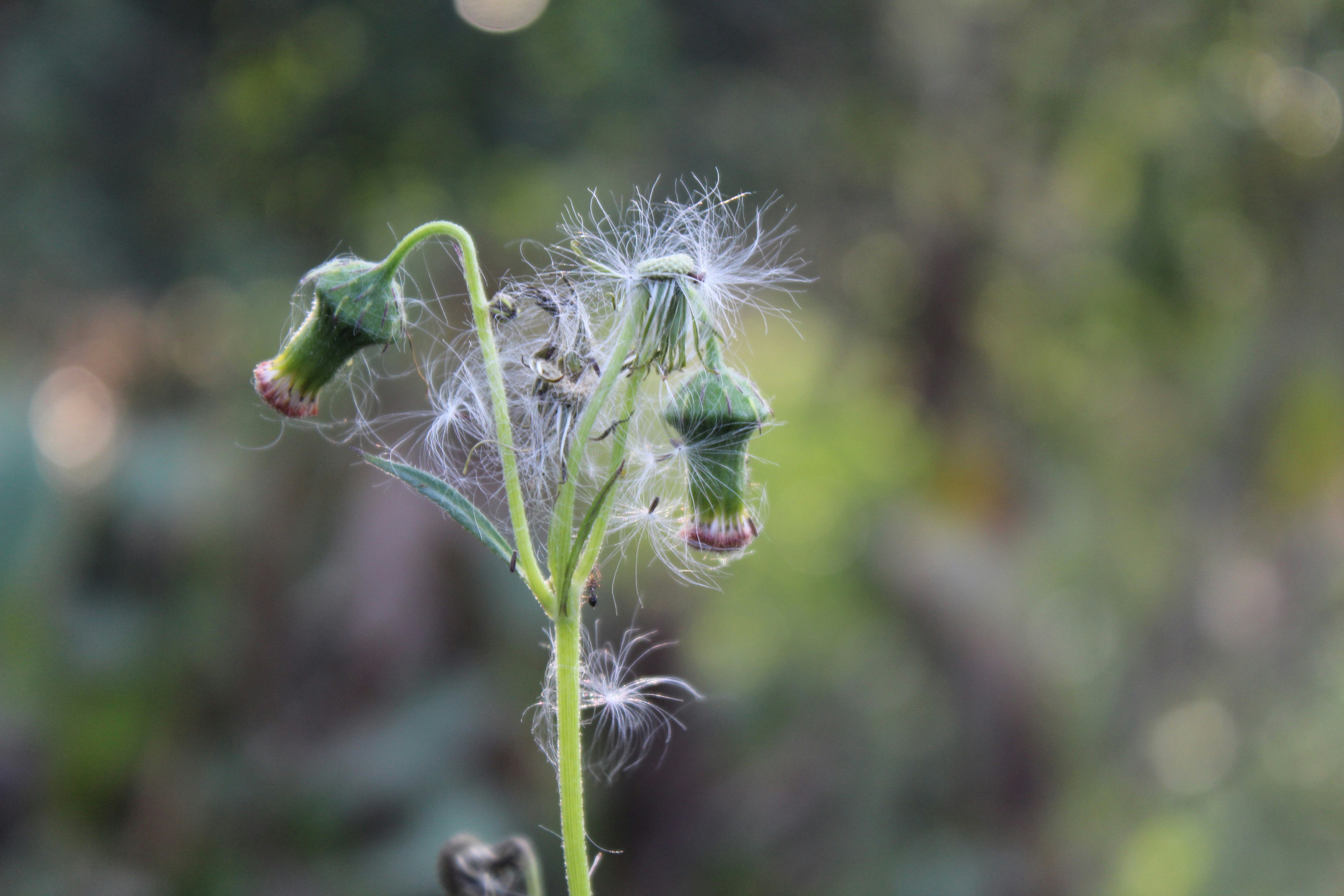 Photo by photogitthi