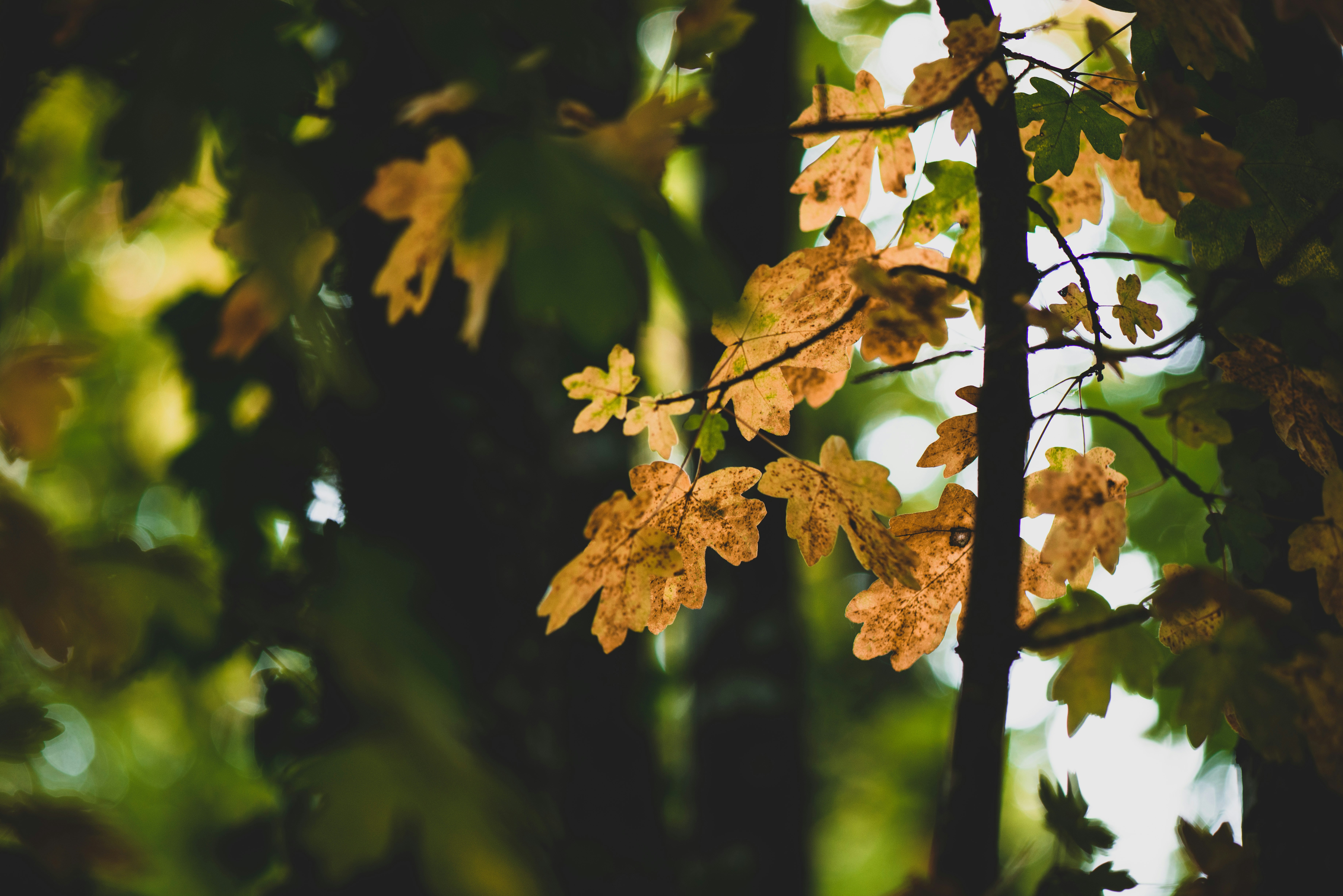 Photo by lesnondupeserrent