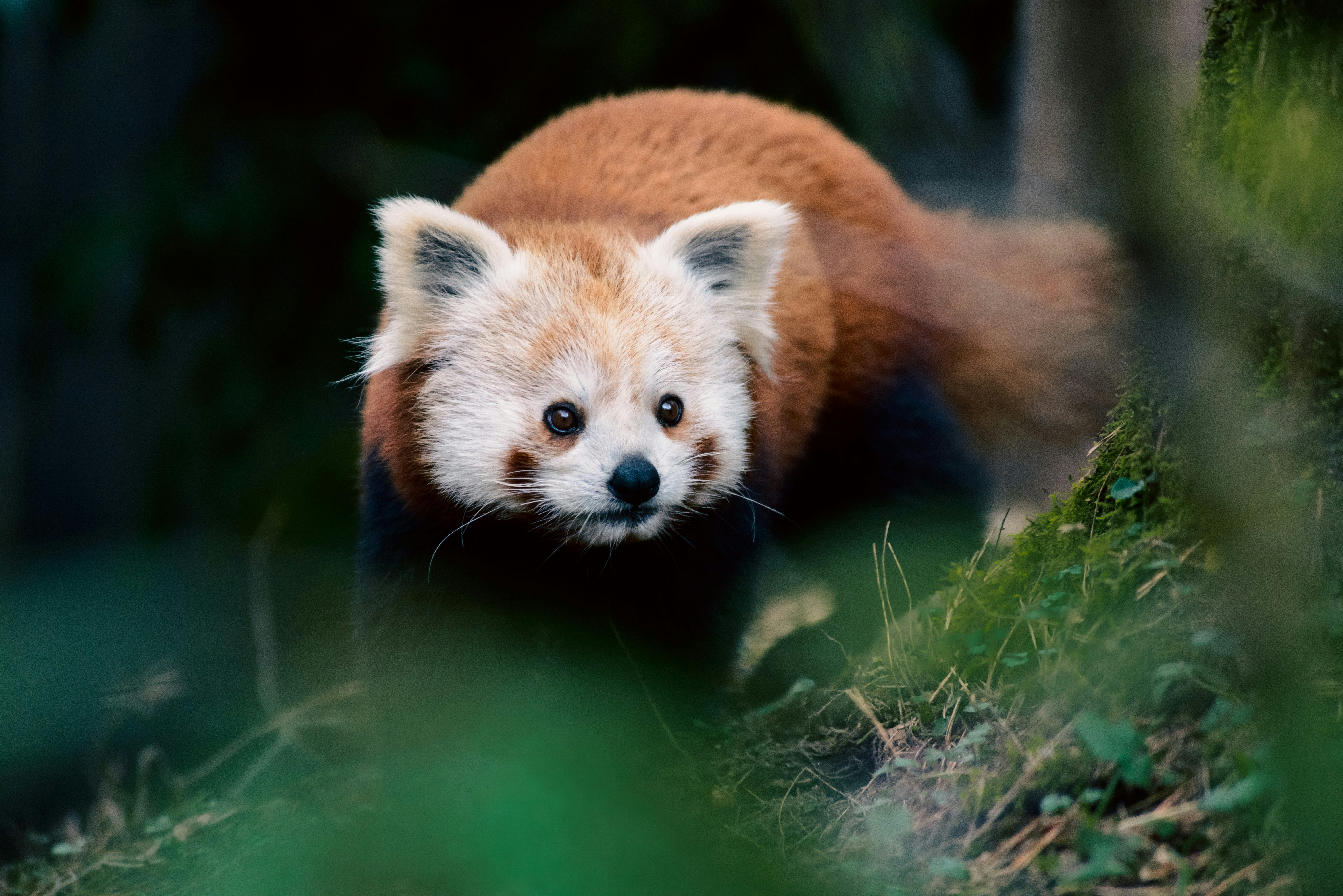 Photo by lesnondupeserrent