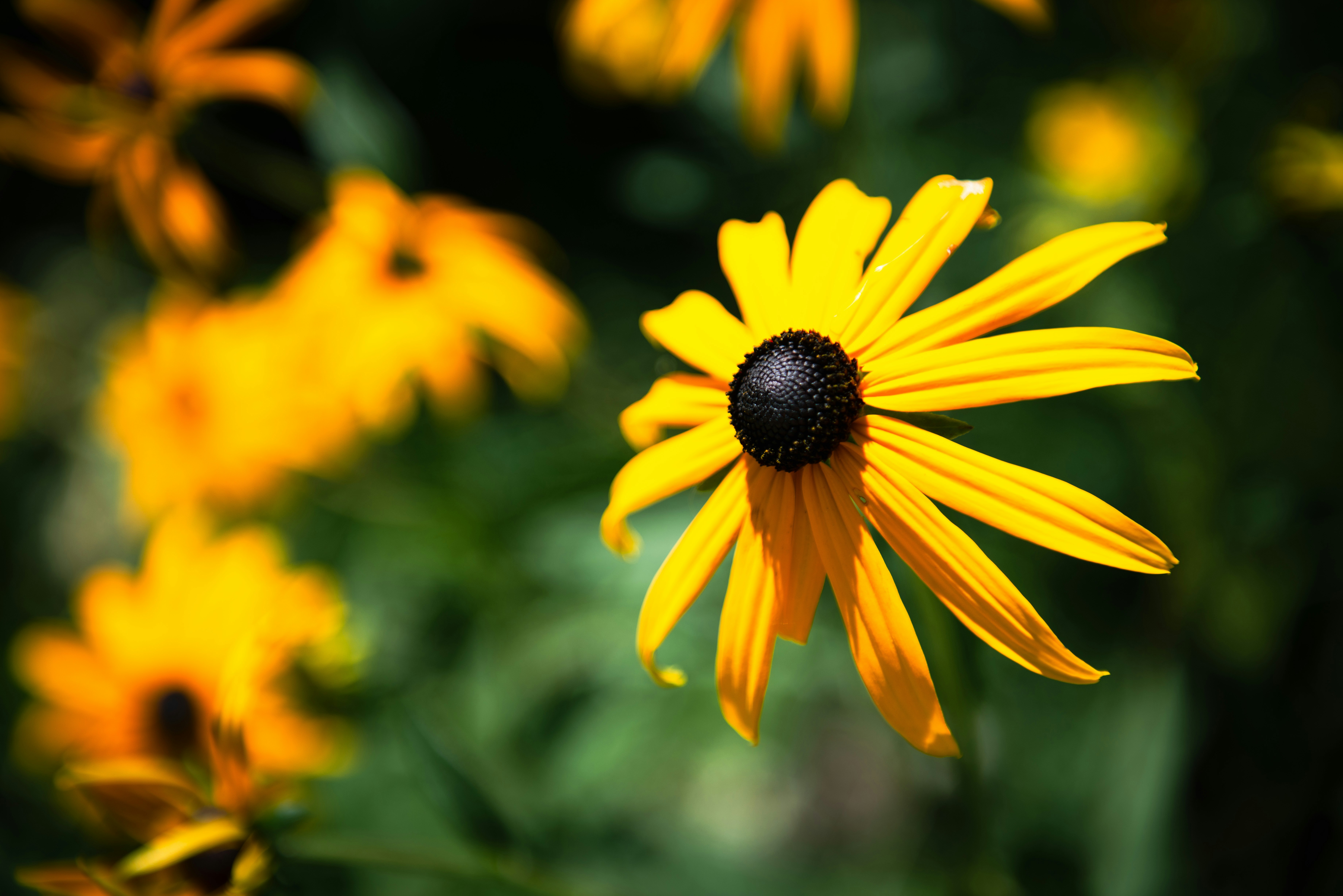 Photo by lesnondupeserrent