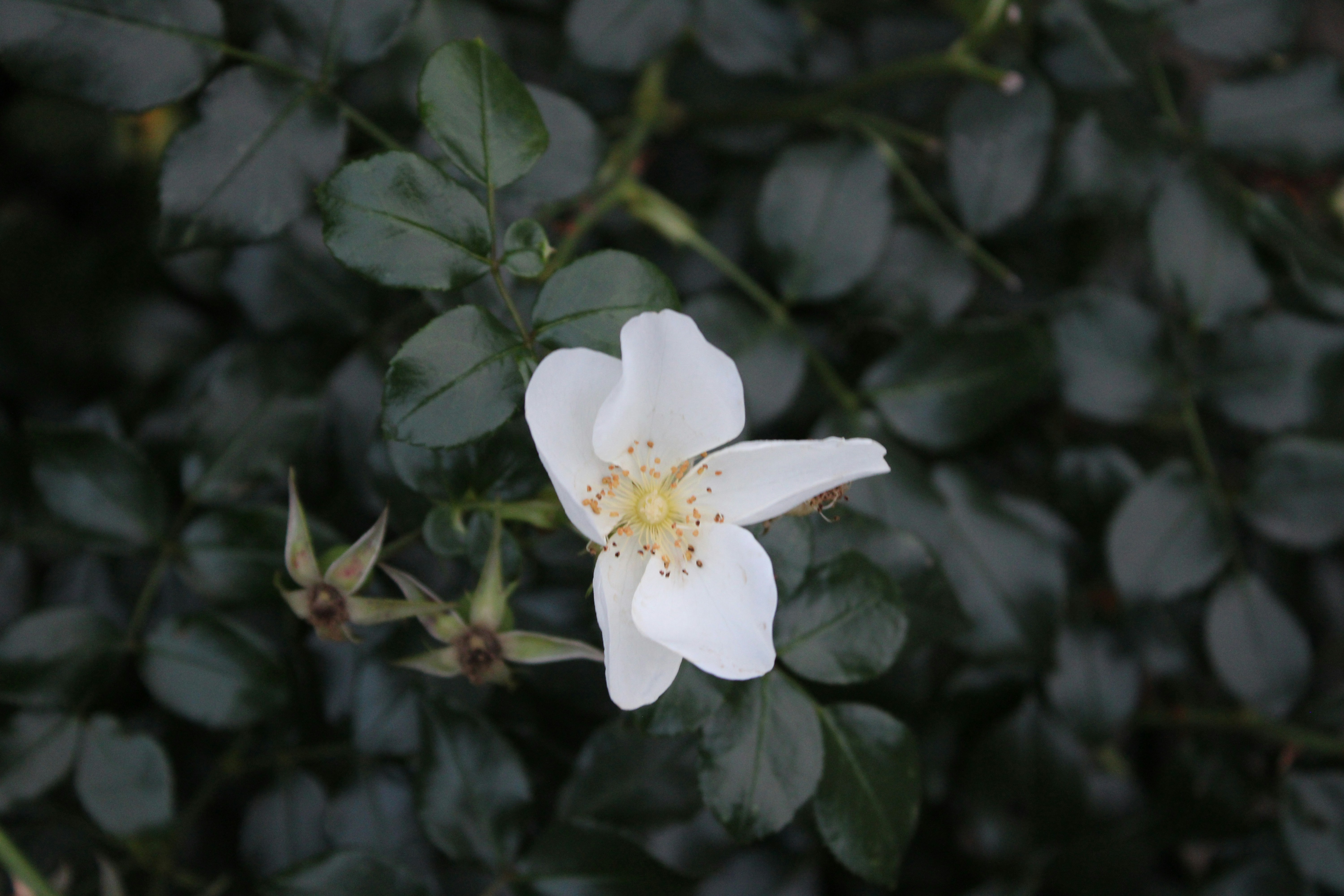 Photo by enamoradaaa