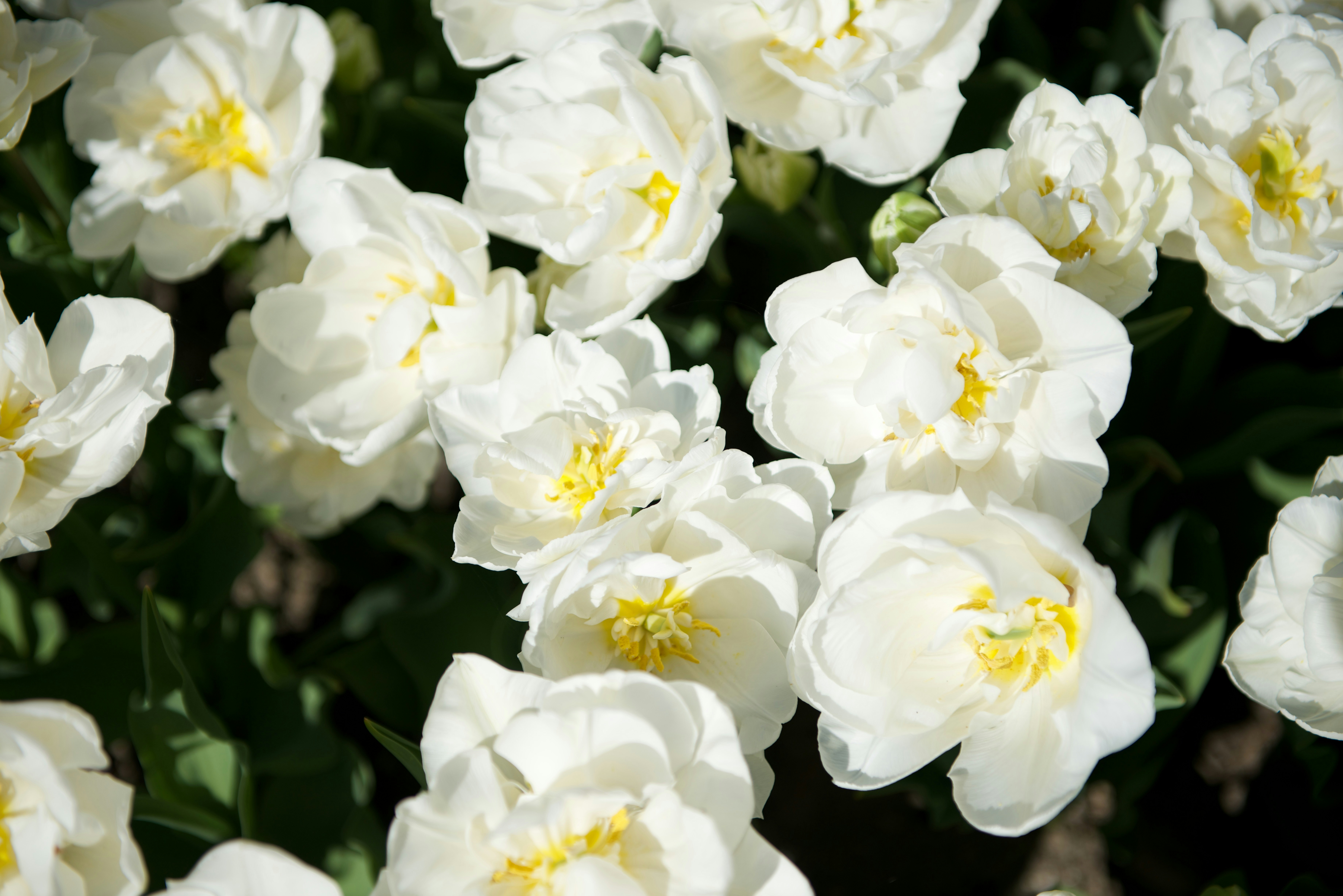 Photo by lesnondupeserrent