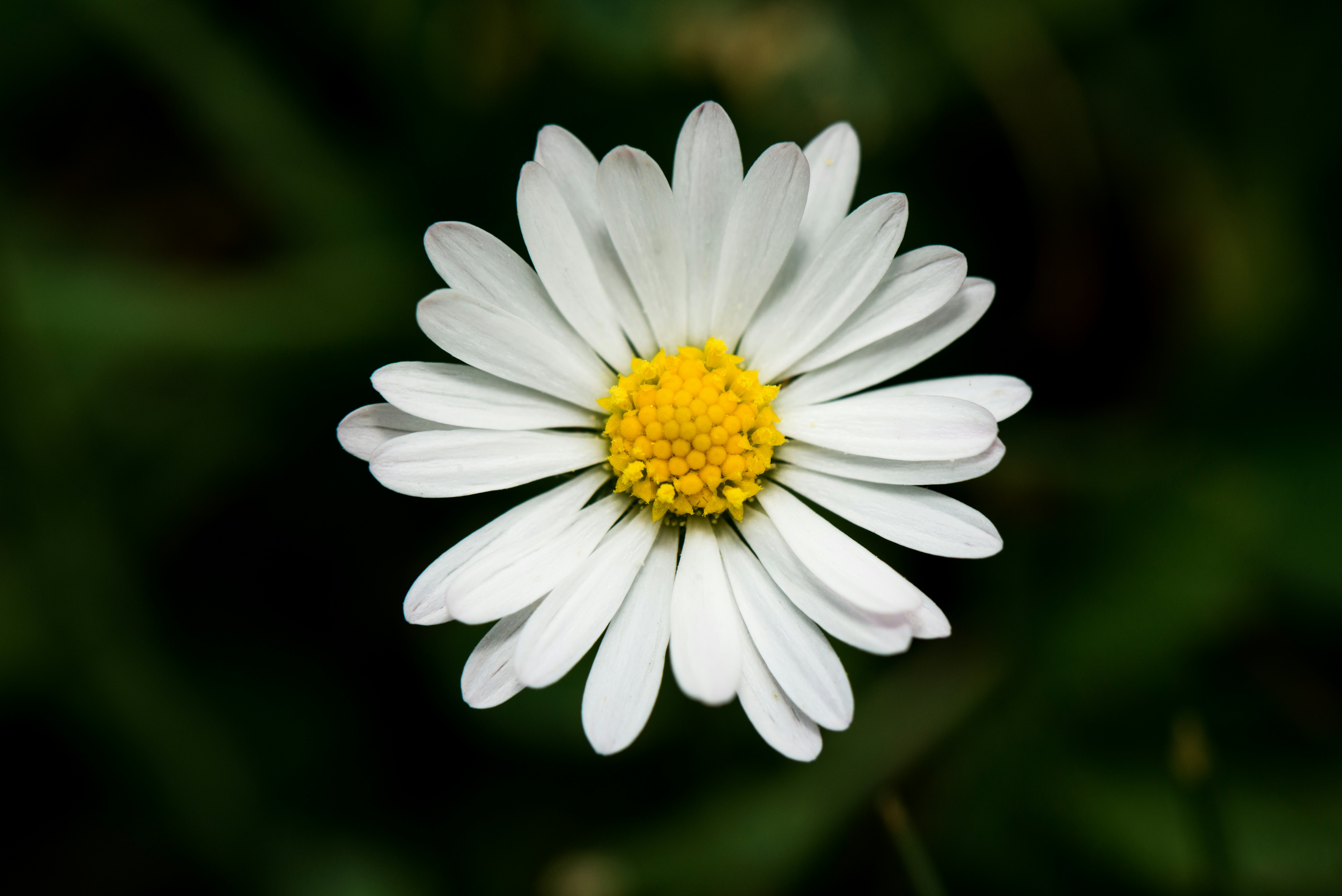 Photo by lesnondupeserrent