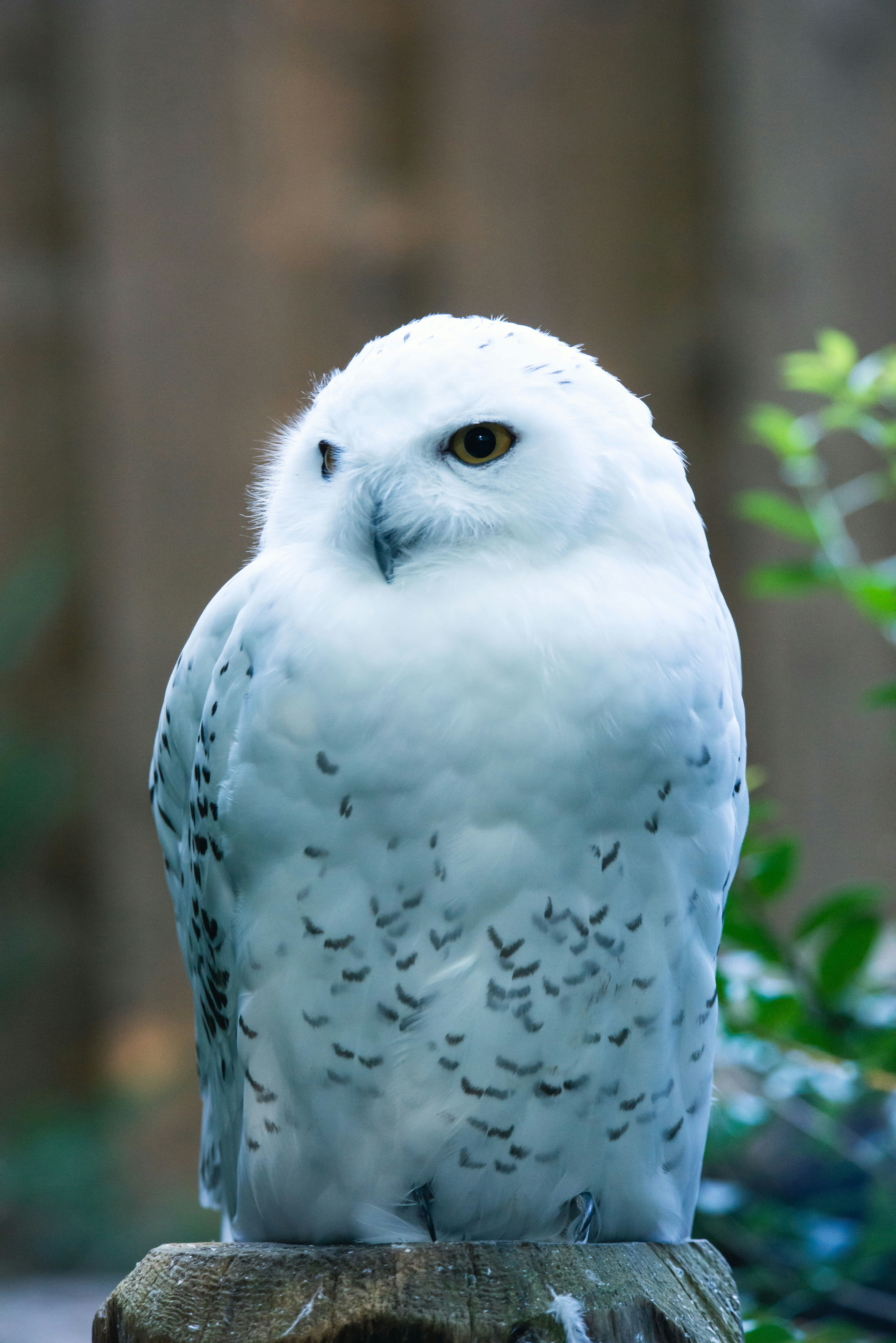 Photo by lesnondupeserrent