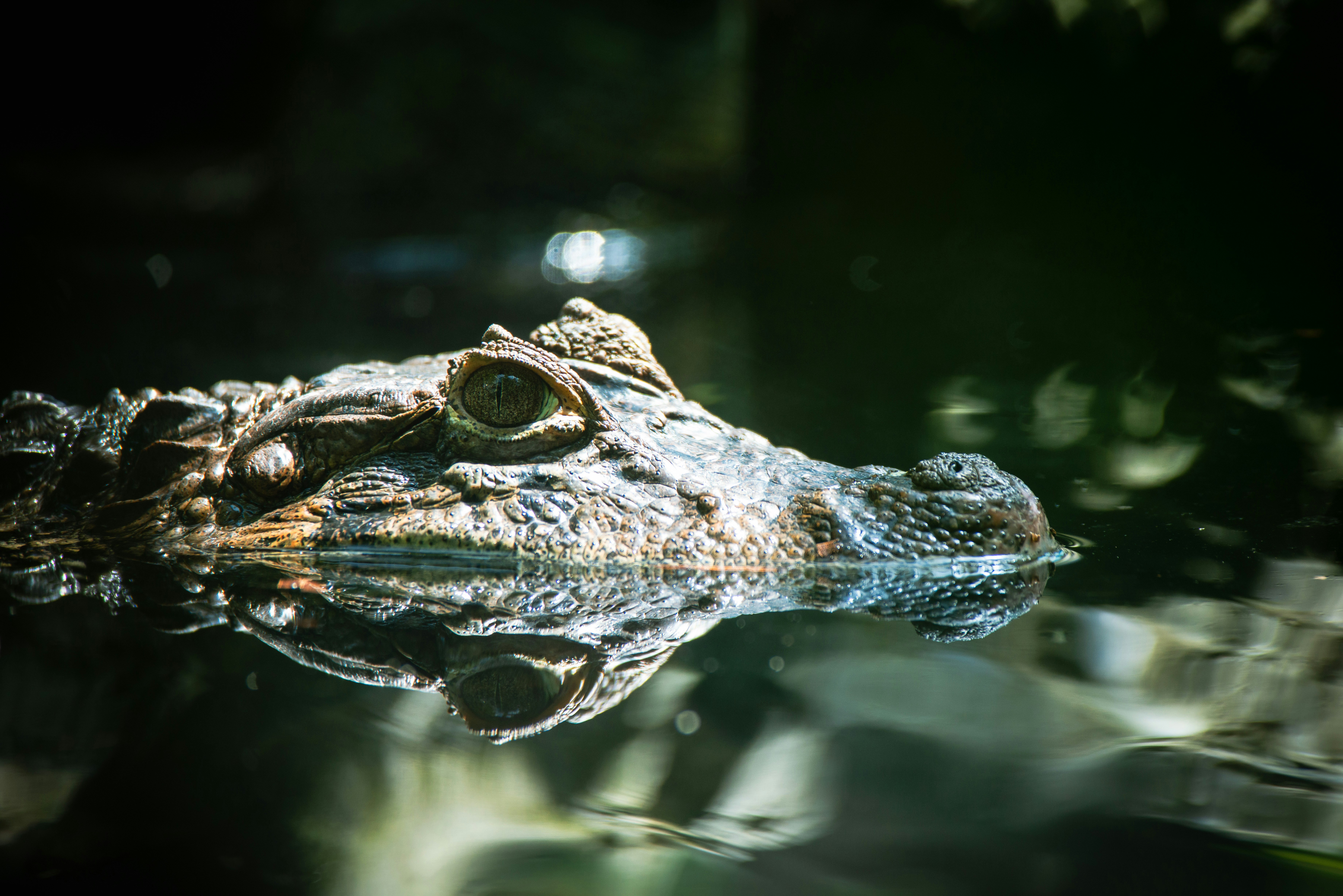 Photo by lesnondupeserrent