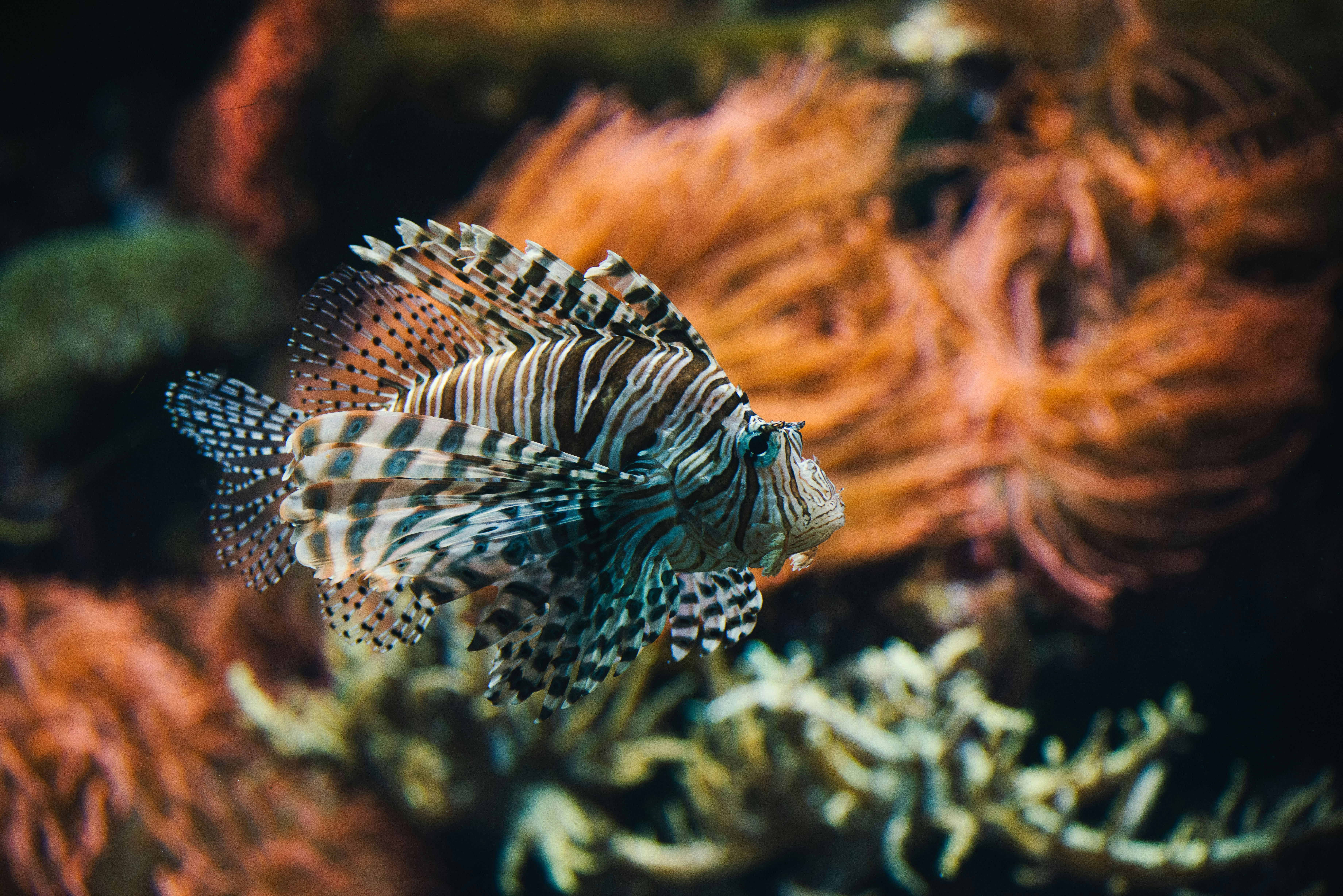 Photo by lesnondupeserrent