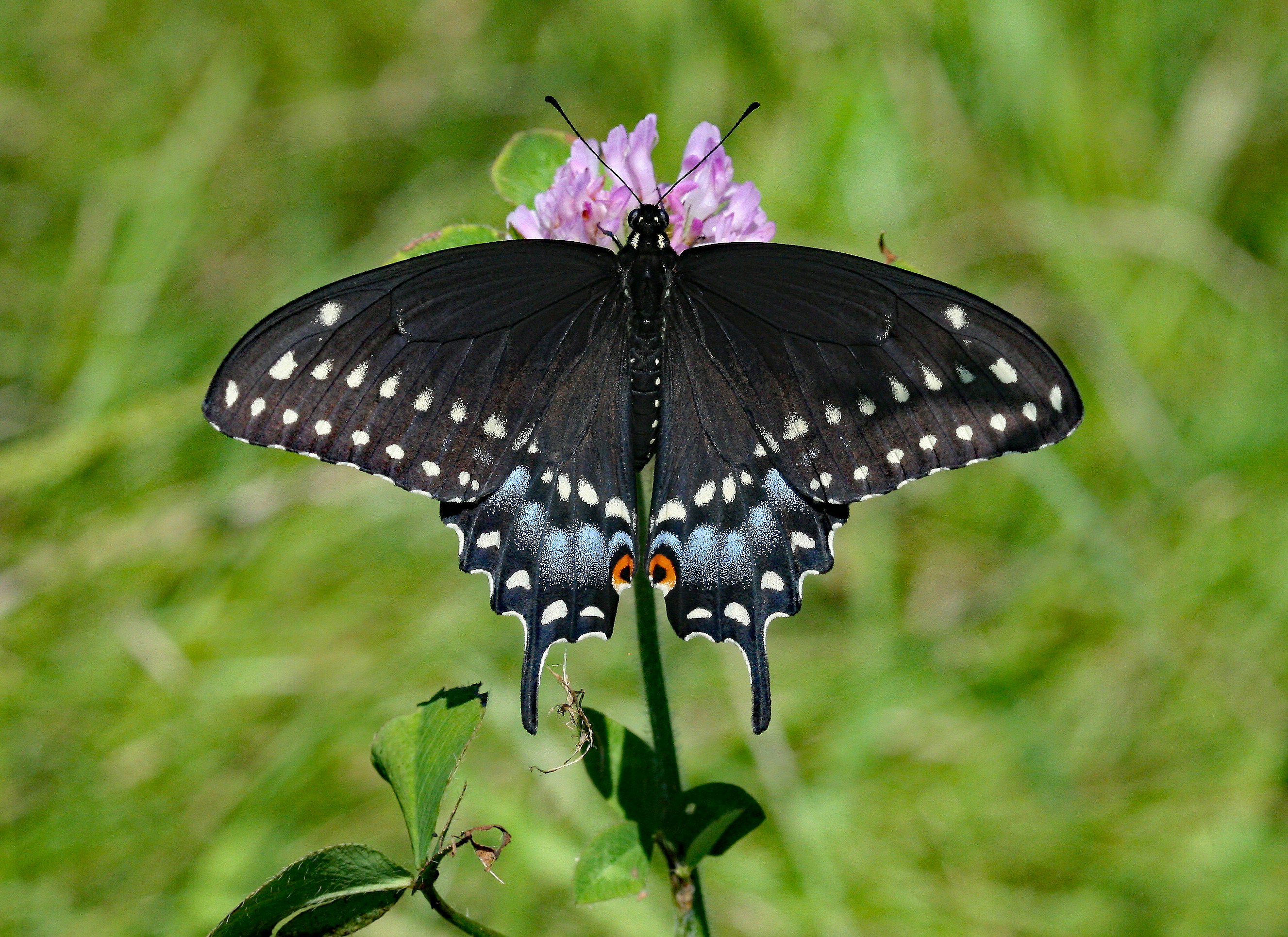 Photo by telliottmbamsc