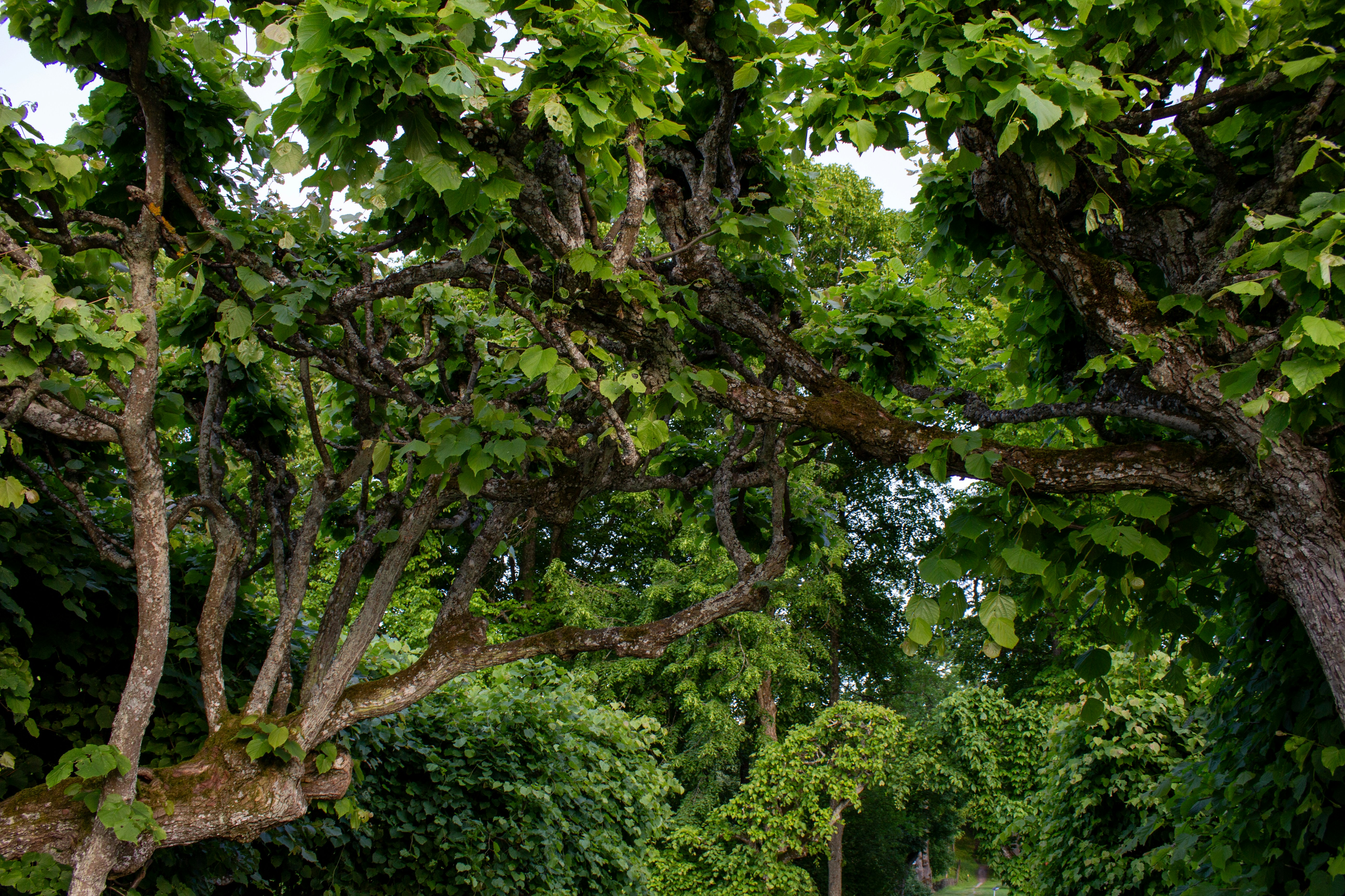 Photo by shirinkamal