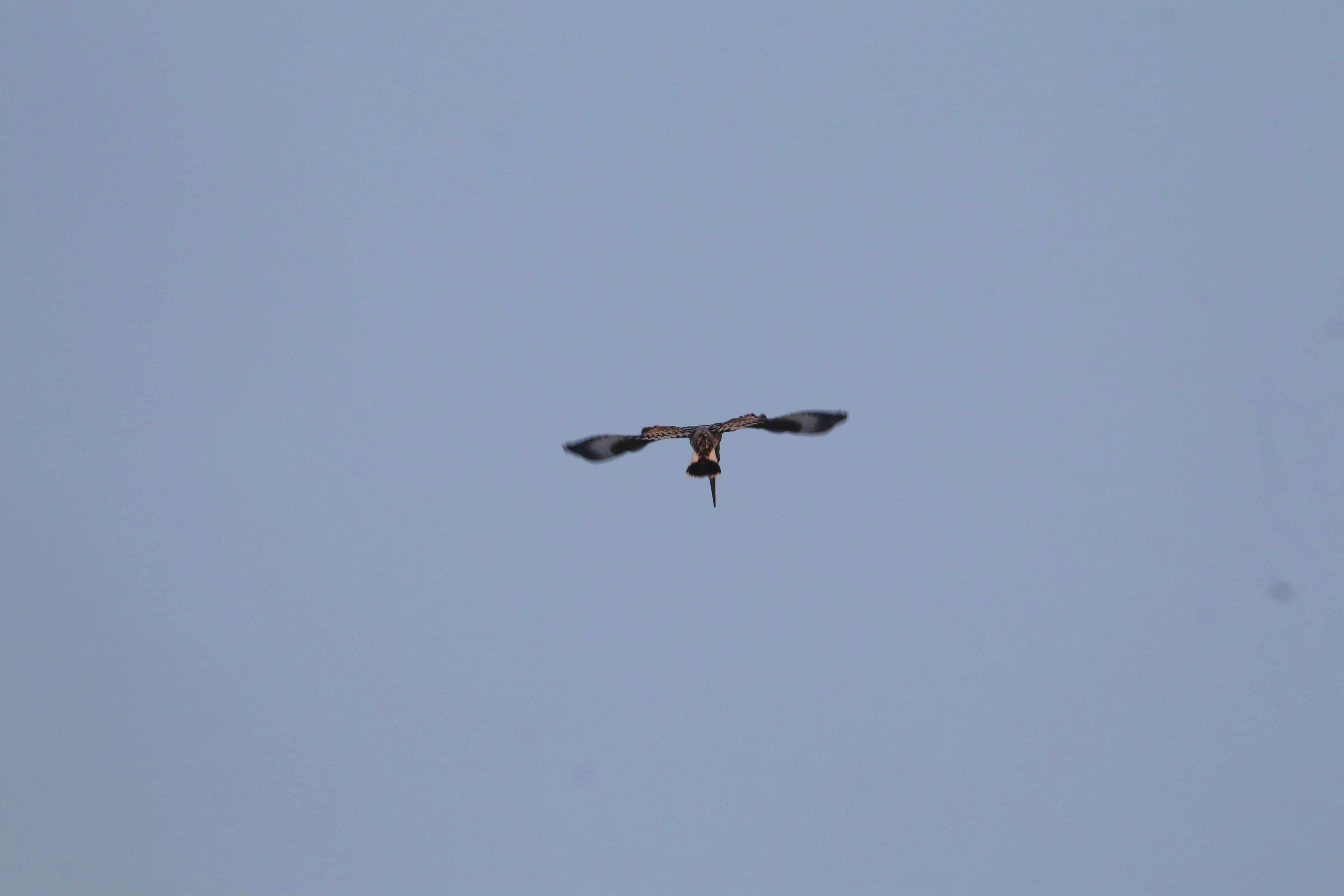 Photo by pushpak_art