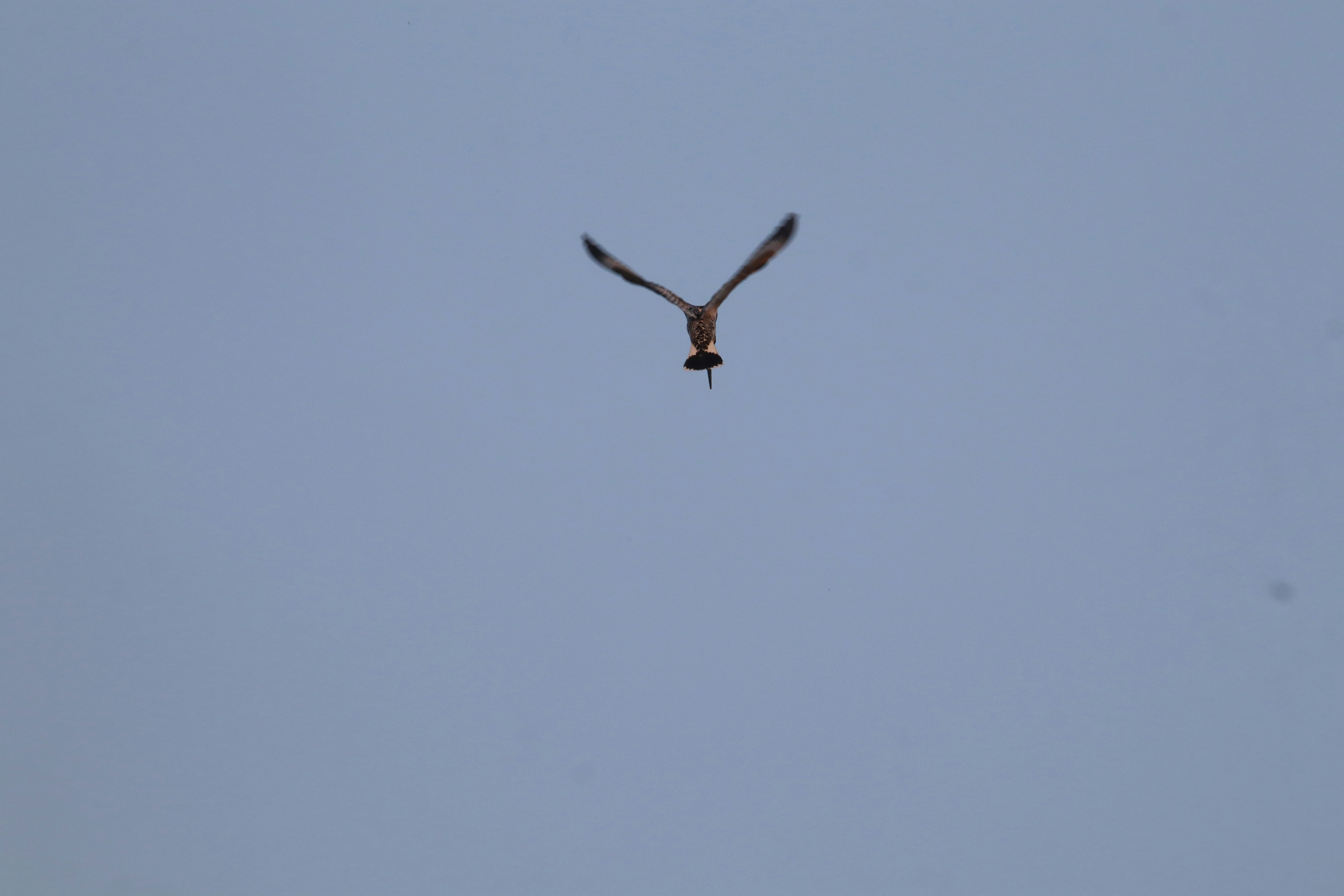 Photo by pushpak_art